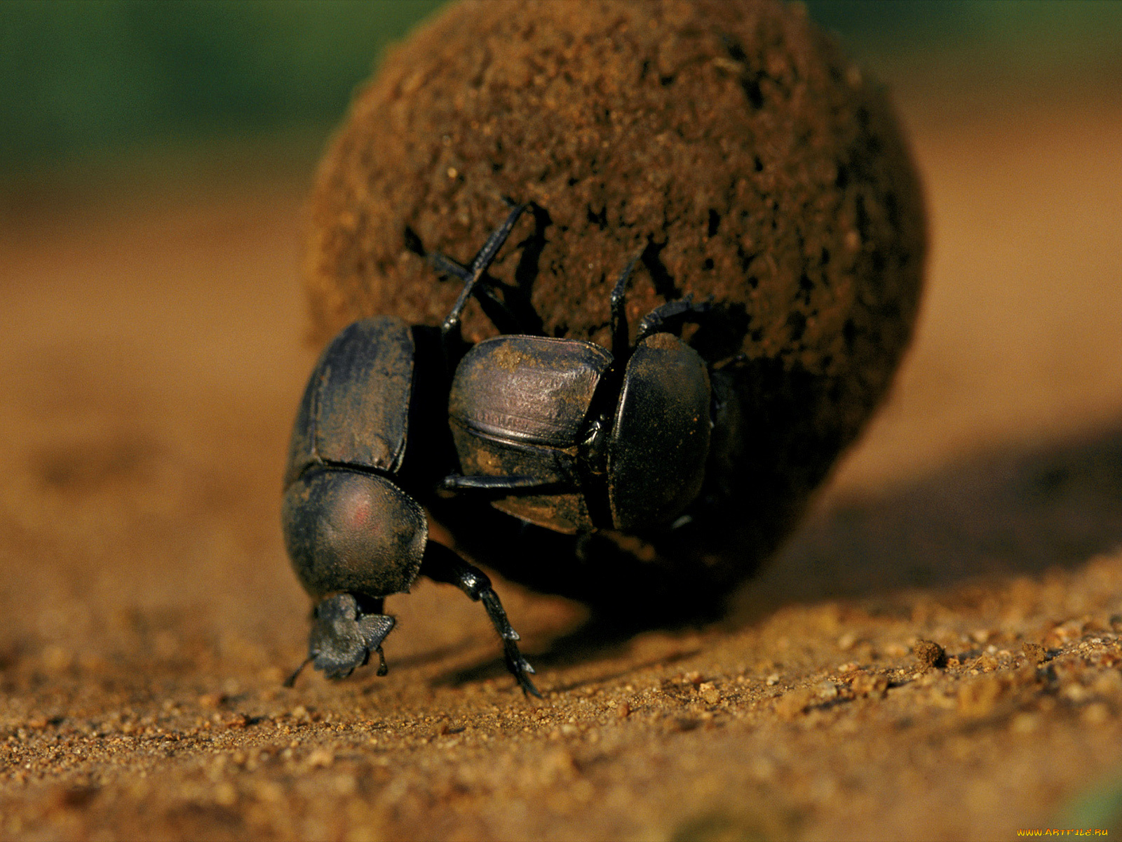 работяги, животные, насекомые