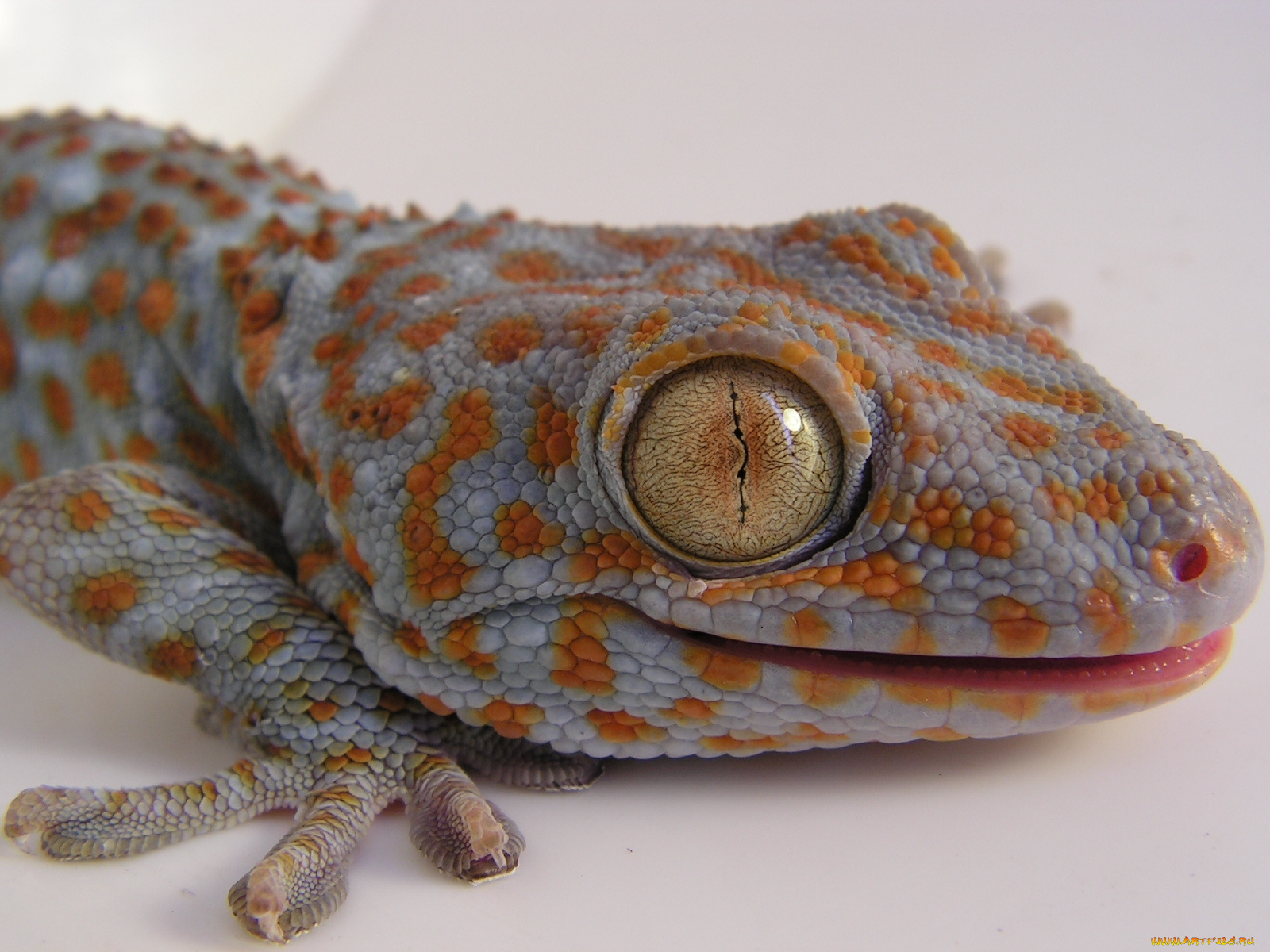 животные, Ящерицы, игуаны, вараны