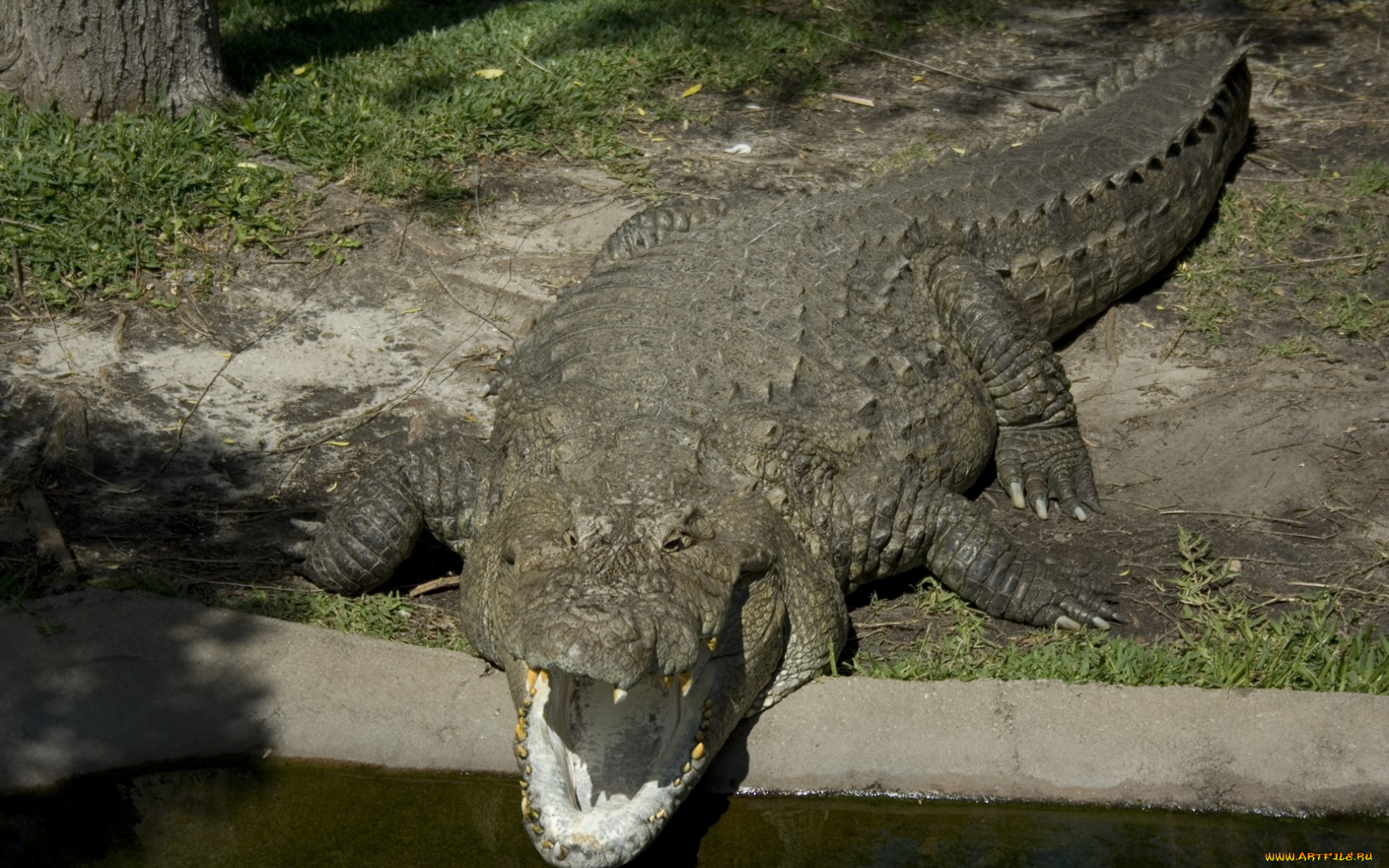 животные, крокодилы