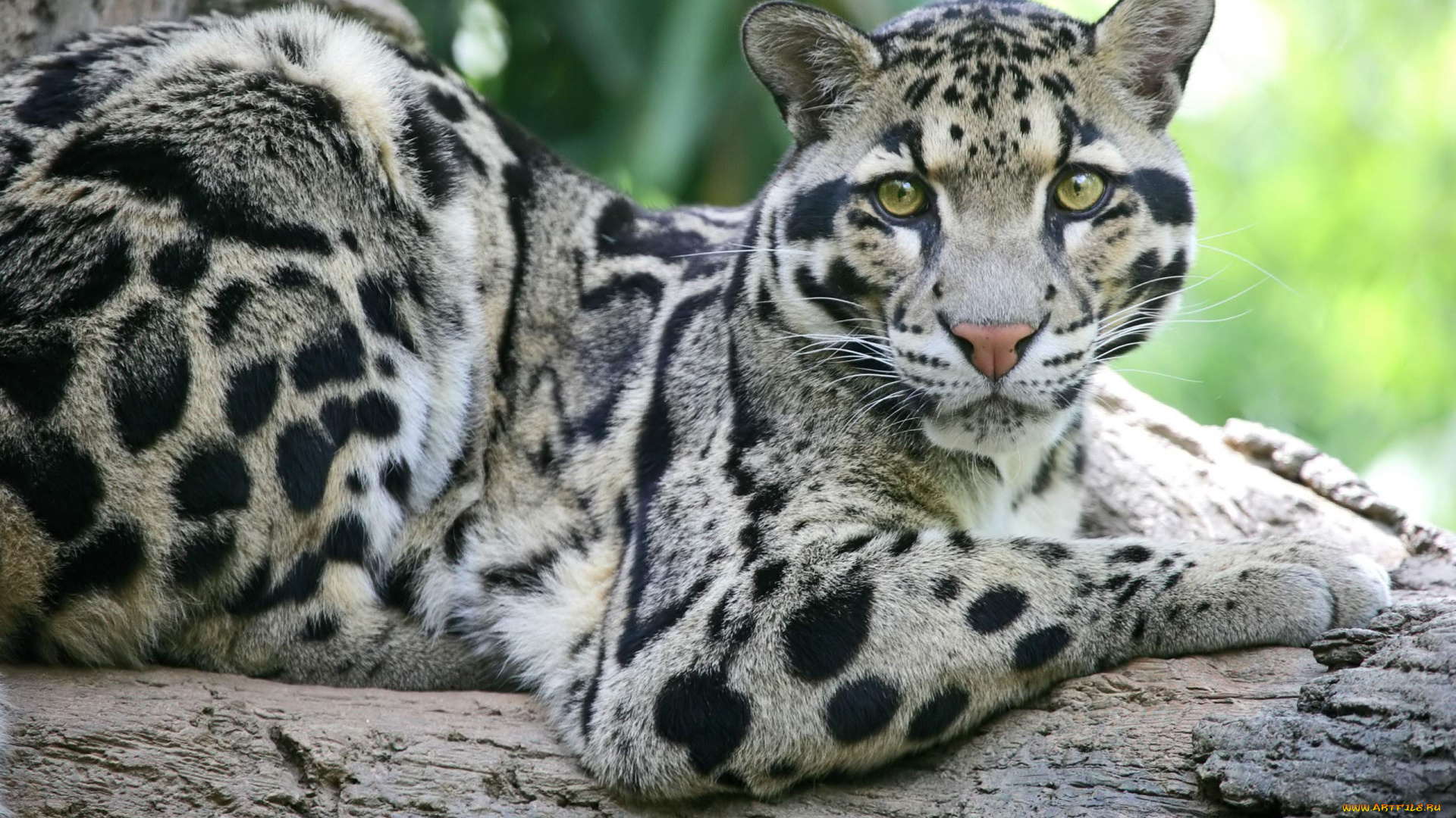 животные, леопарды