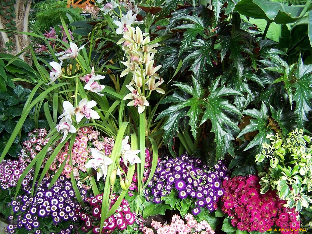 цветы, разные, вместе