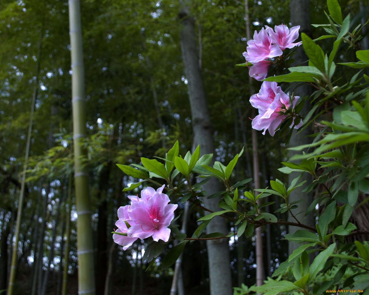 цветы, рододендроны, азалии