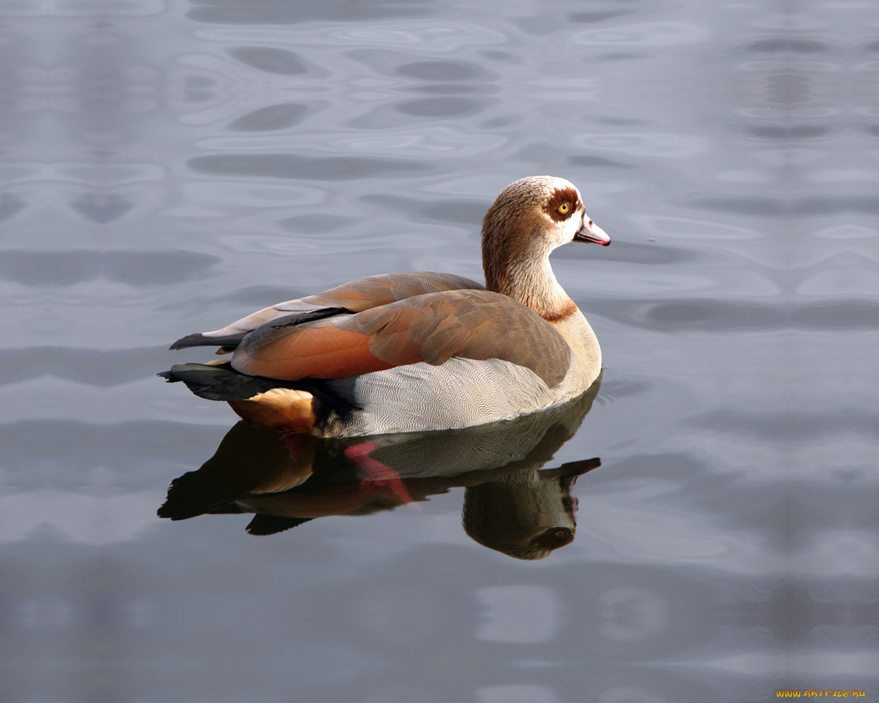 животные, утки