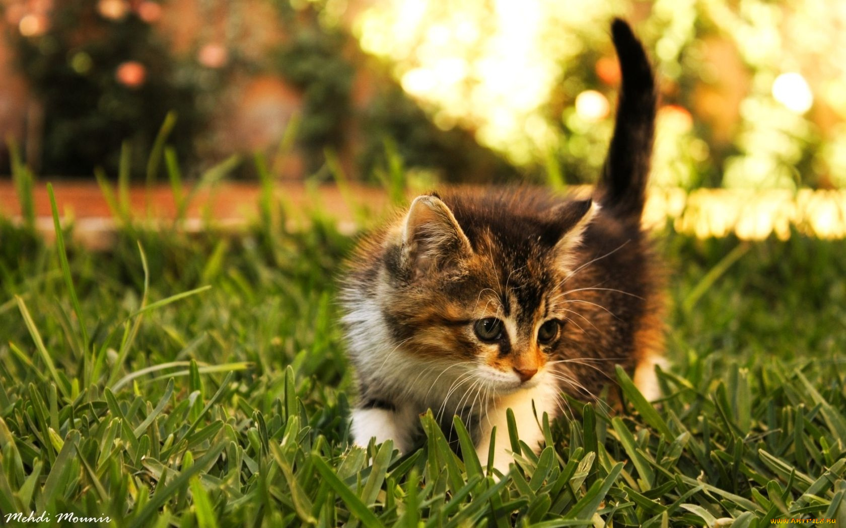 животные, коты