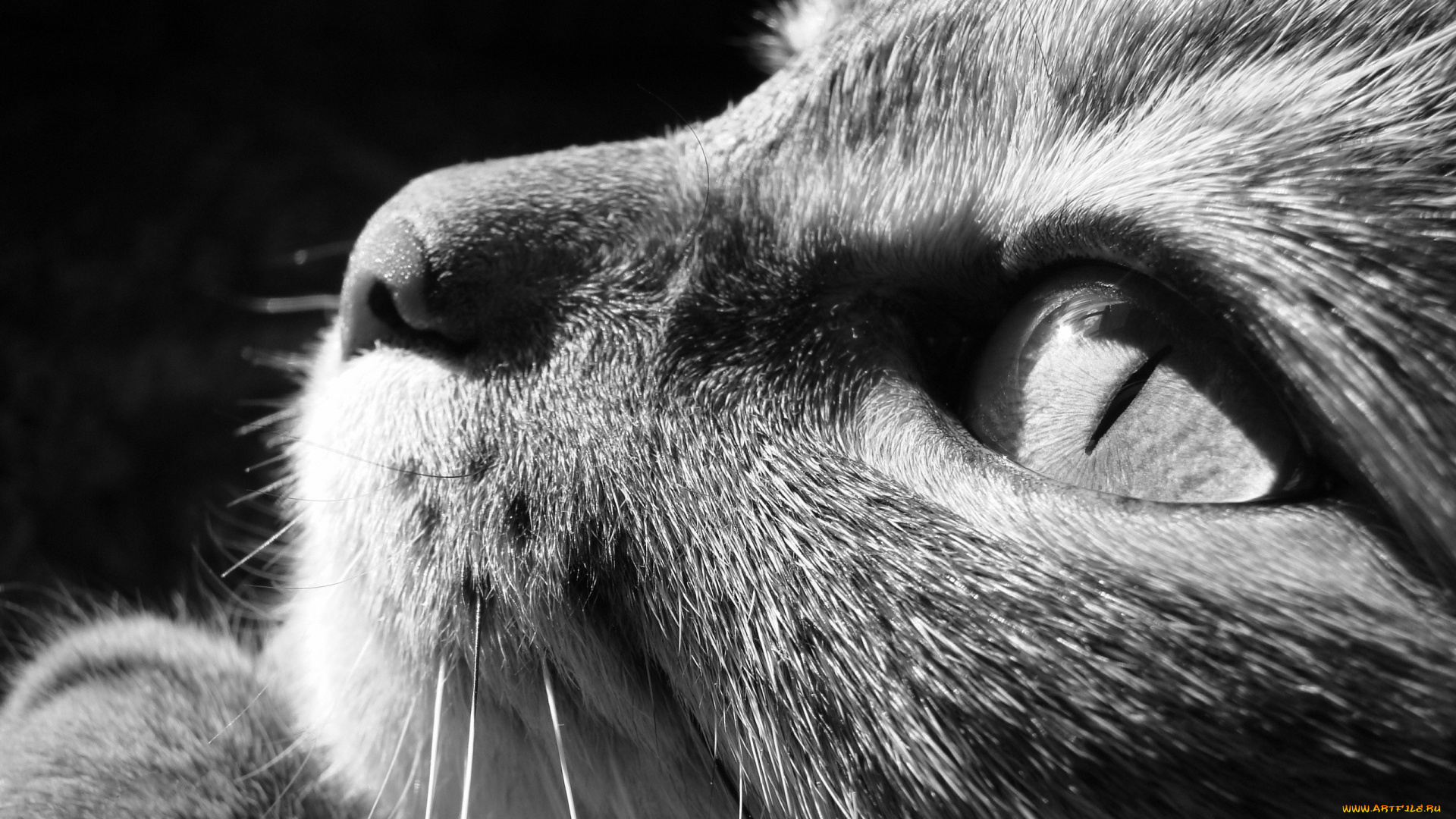 животные, коты