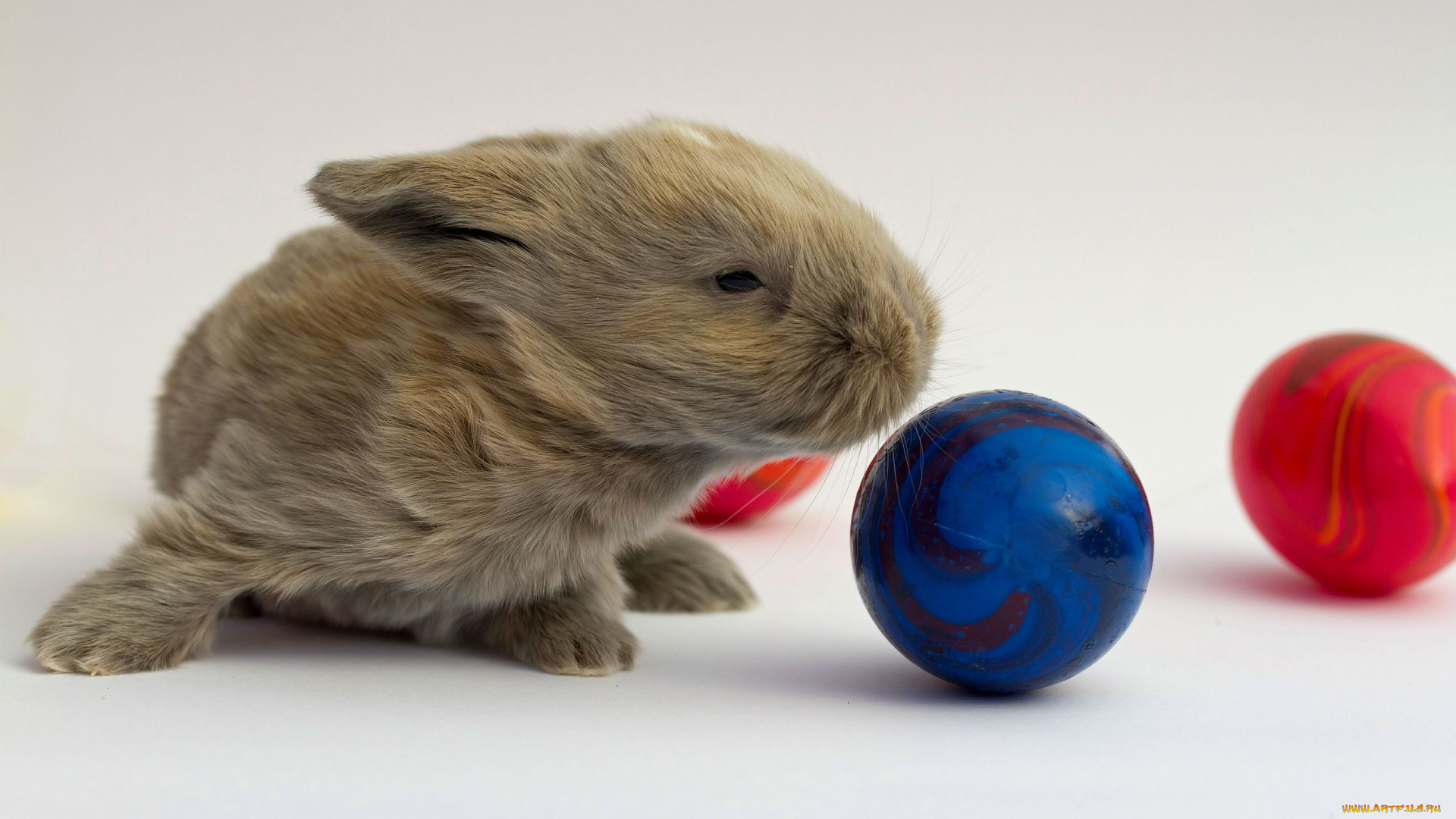 животные, кролики, зайцы