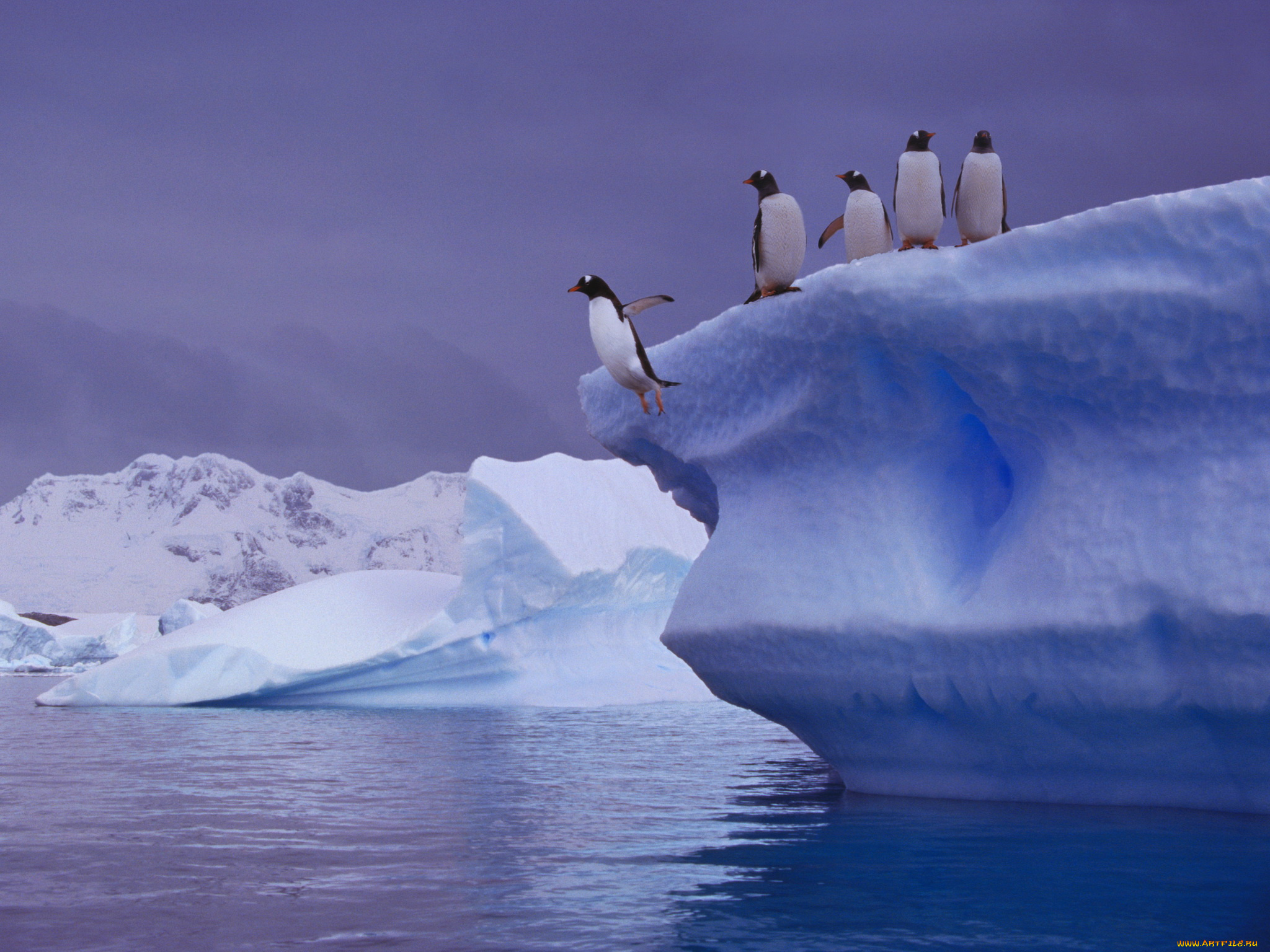 животные, пингвины