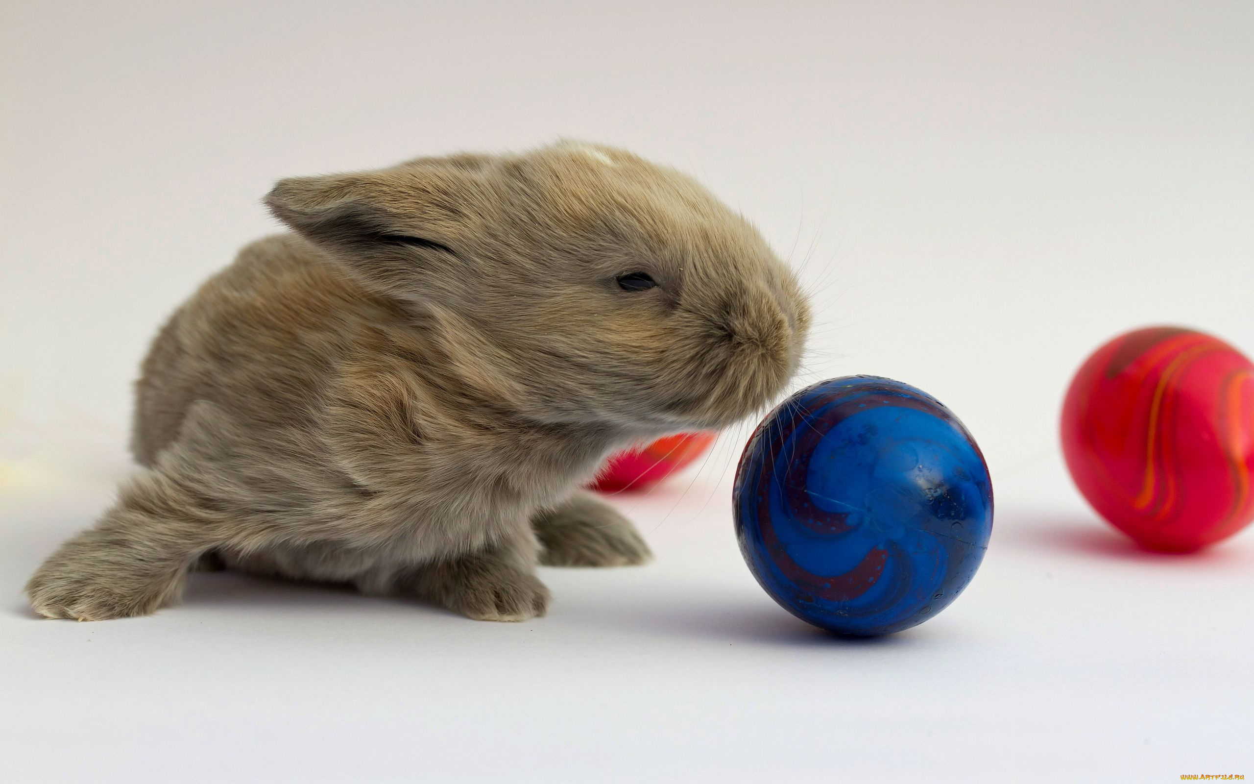 животные, кролики, зайцы