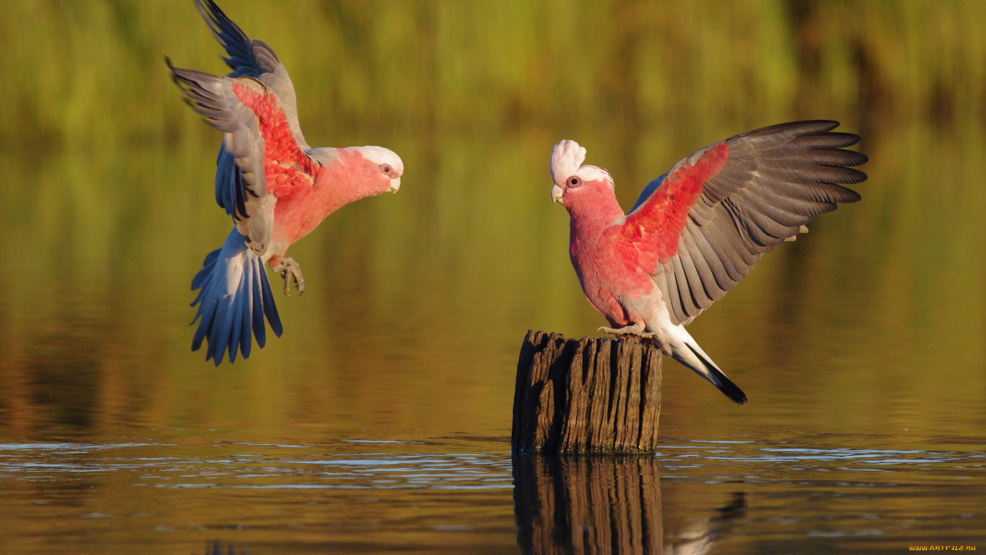 животные, попугаи, какаду, galahs, вода
