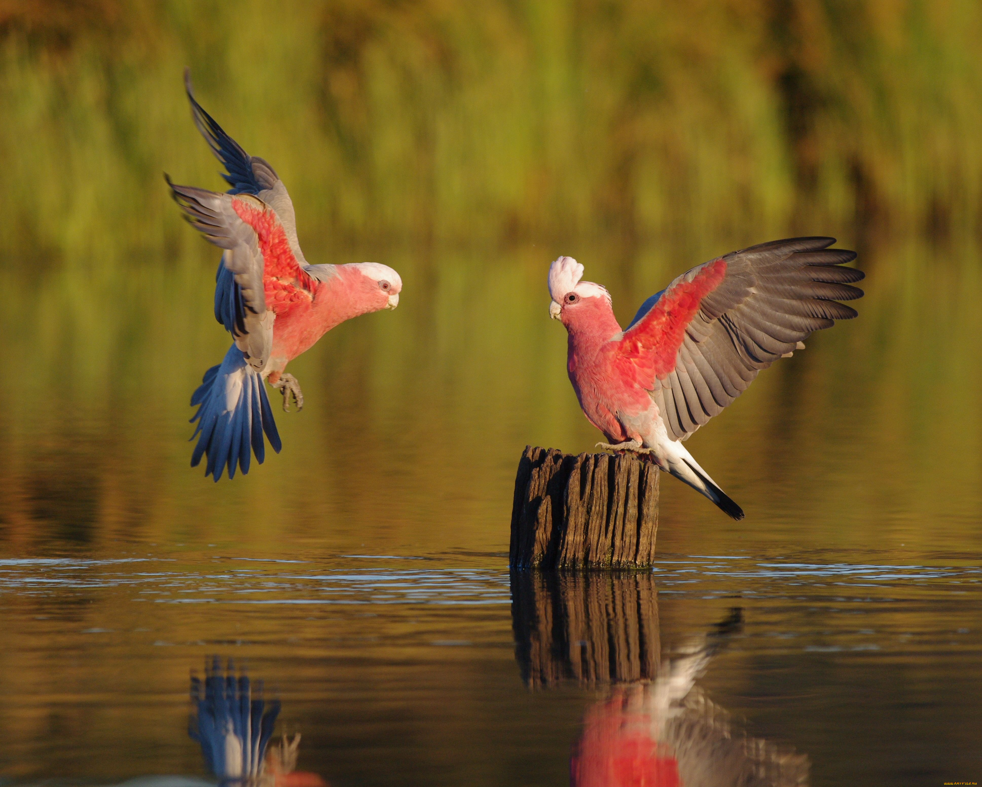 животные, попугаи, какаду, galahs, вода