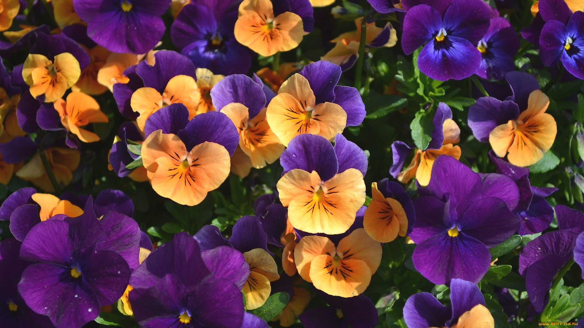 цветы, анютины, глазки, садовые, фиалки, фиолетовый, пестрый, оранжевый