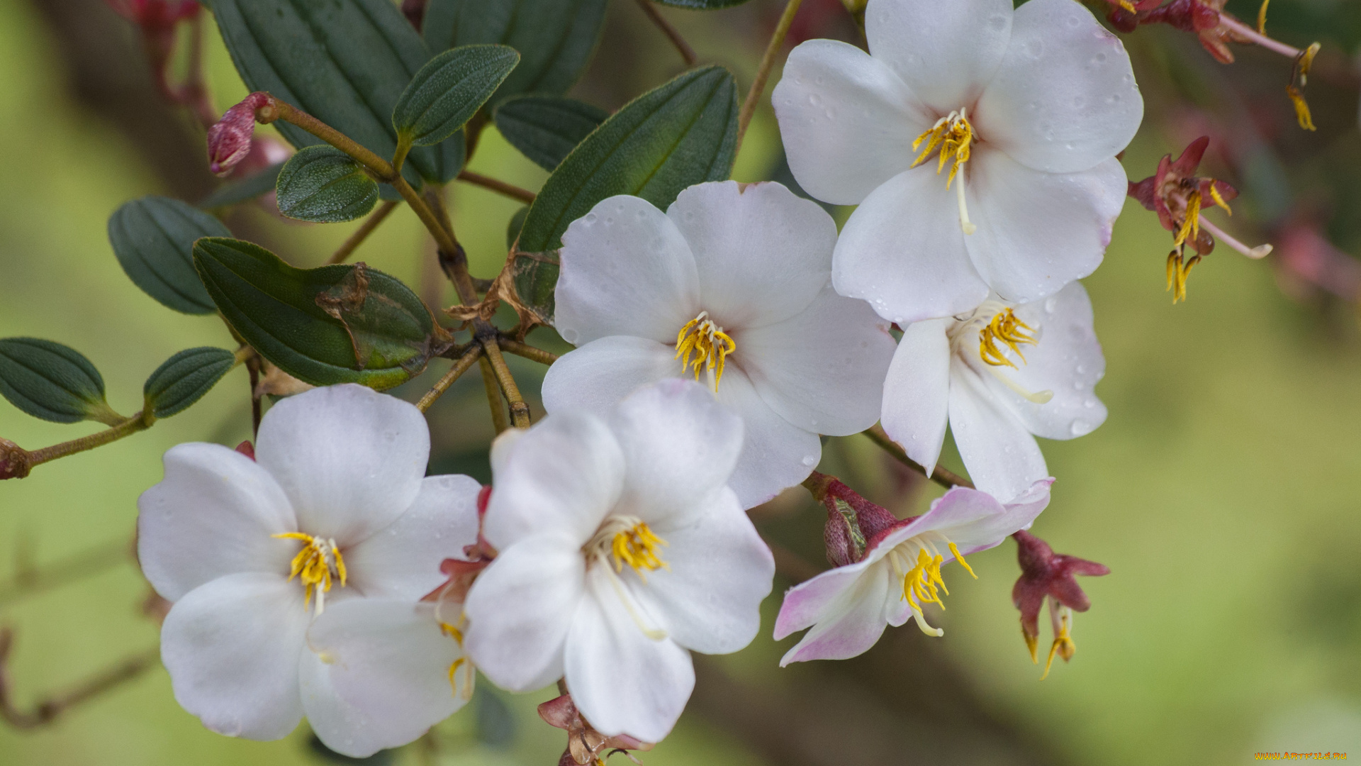 цветы, цветущие, деревья, кустарники, тибухина