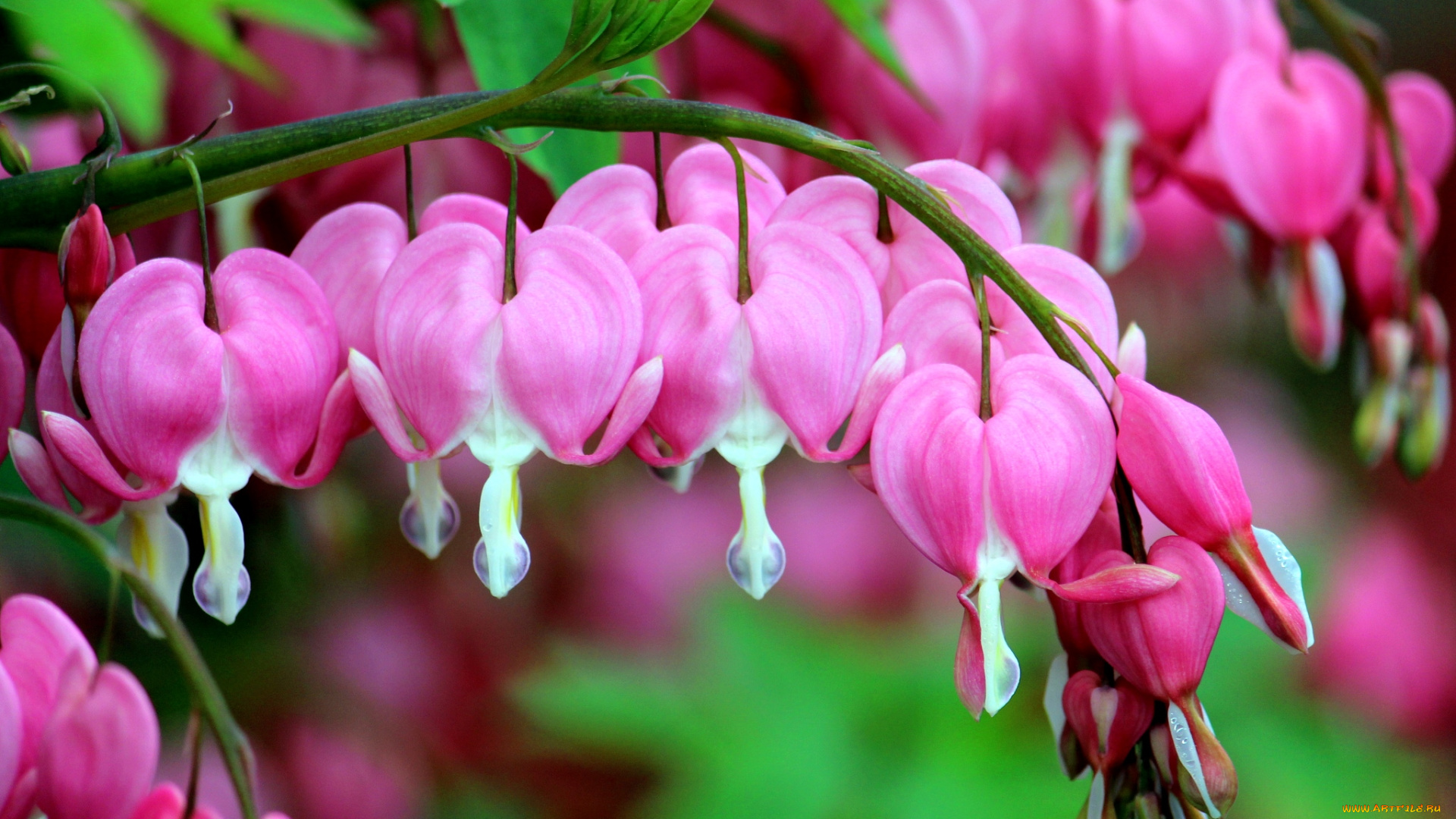 цветы, дицентра, разбитое, сердце