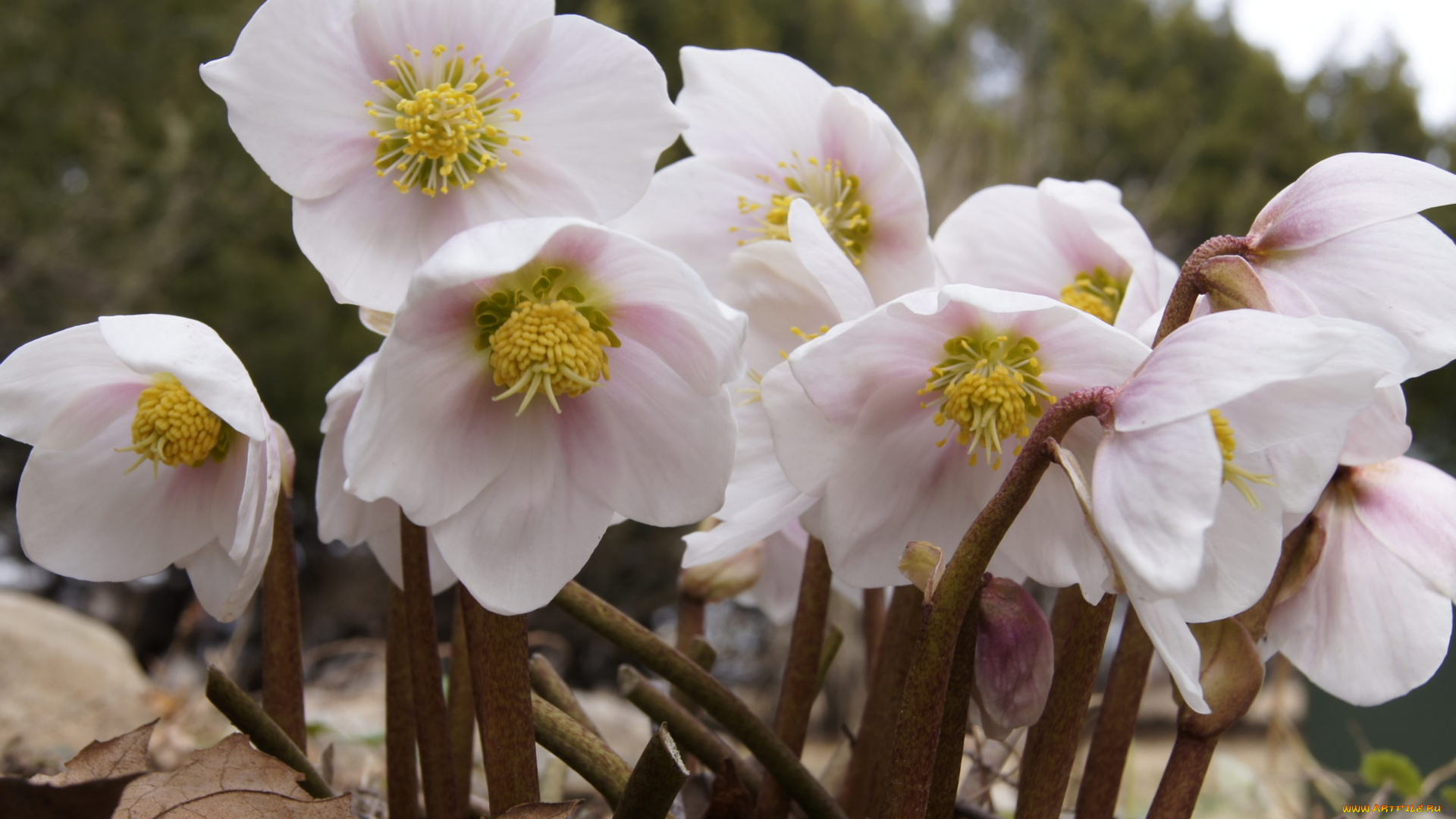 цветы, геллеборус, морозник, белый