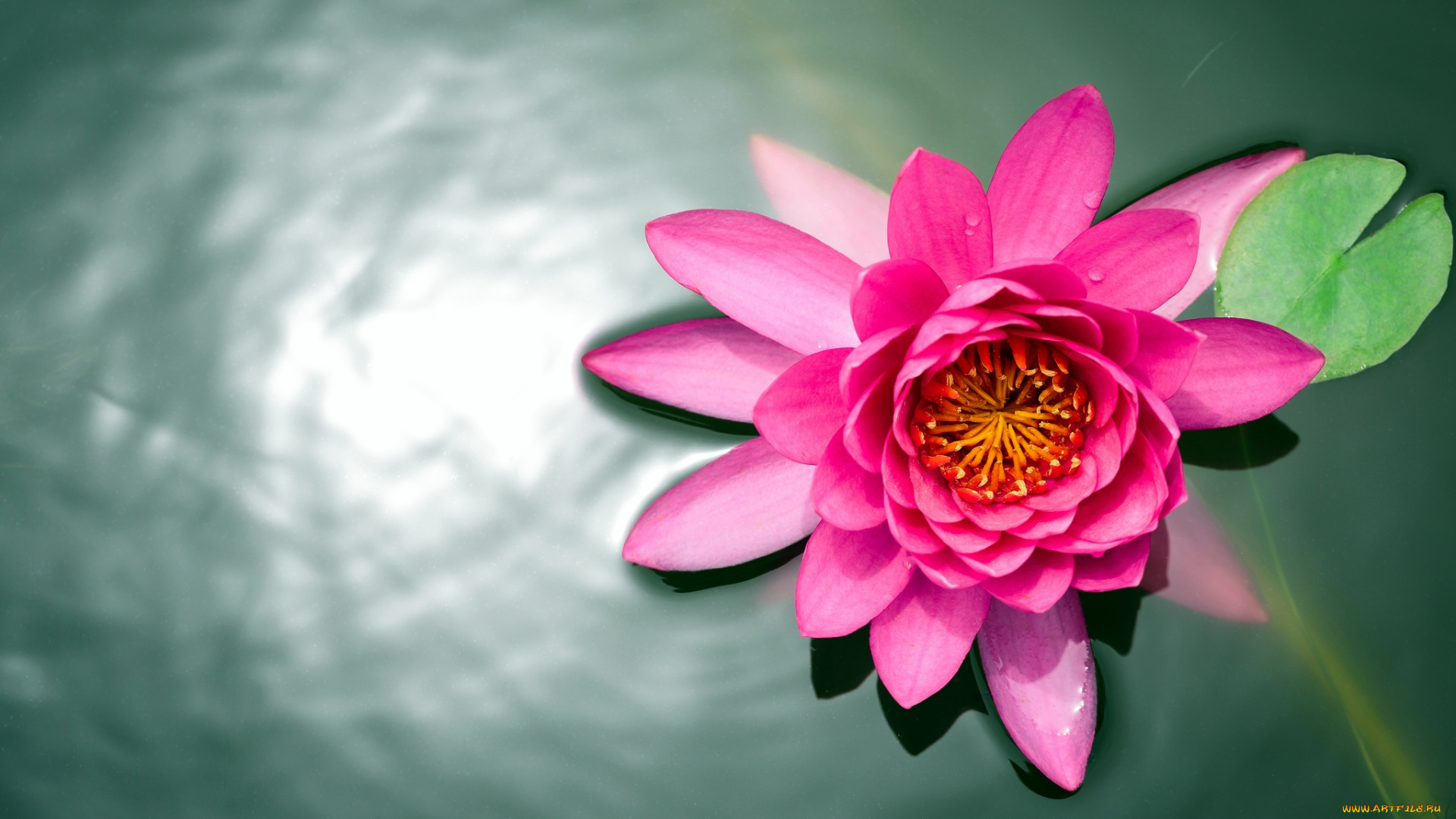 цветы, лилии, водяные, нимфеи, кувшинки, вода, розовый, нимфея