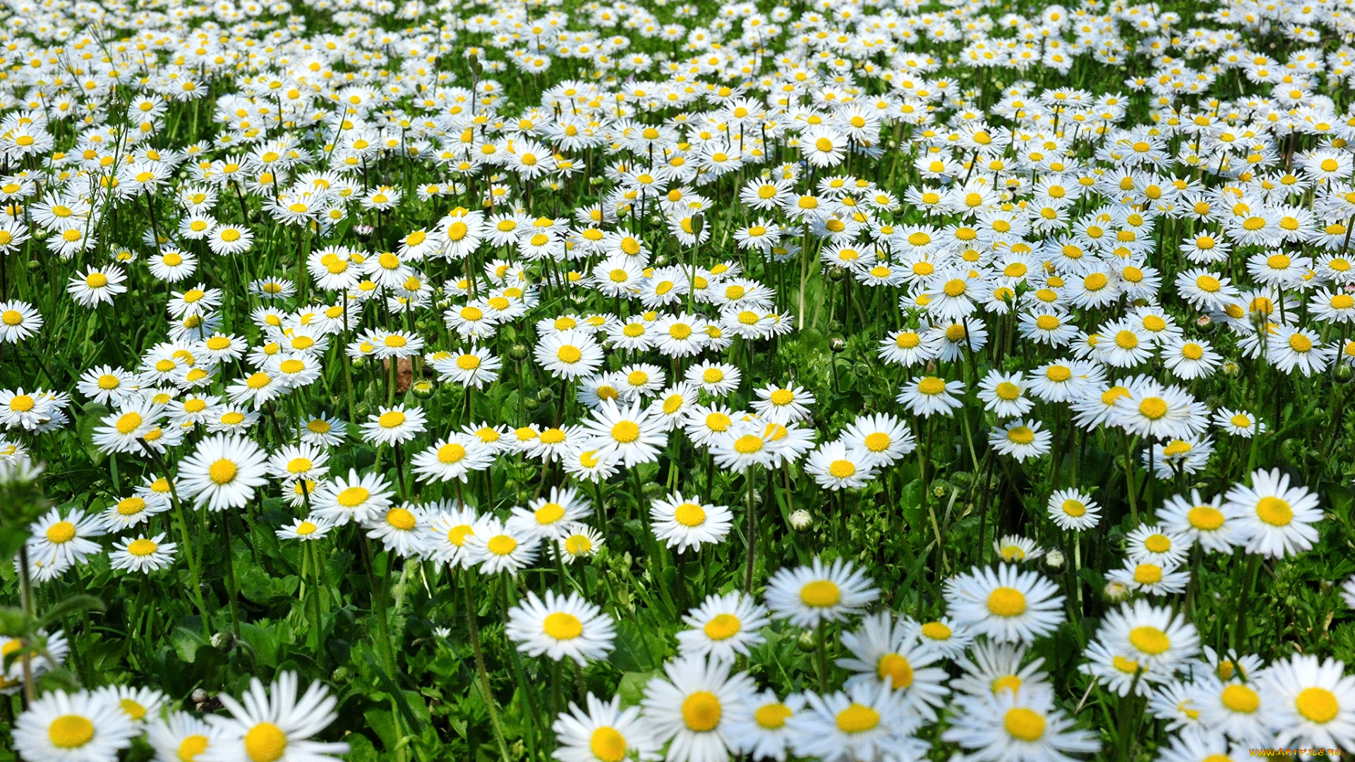 цветы, маргаритки, много, белый, луг