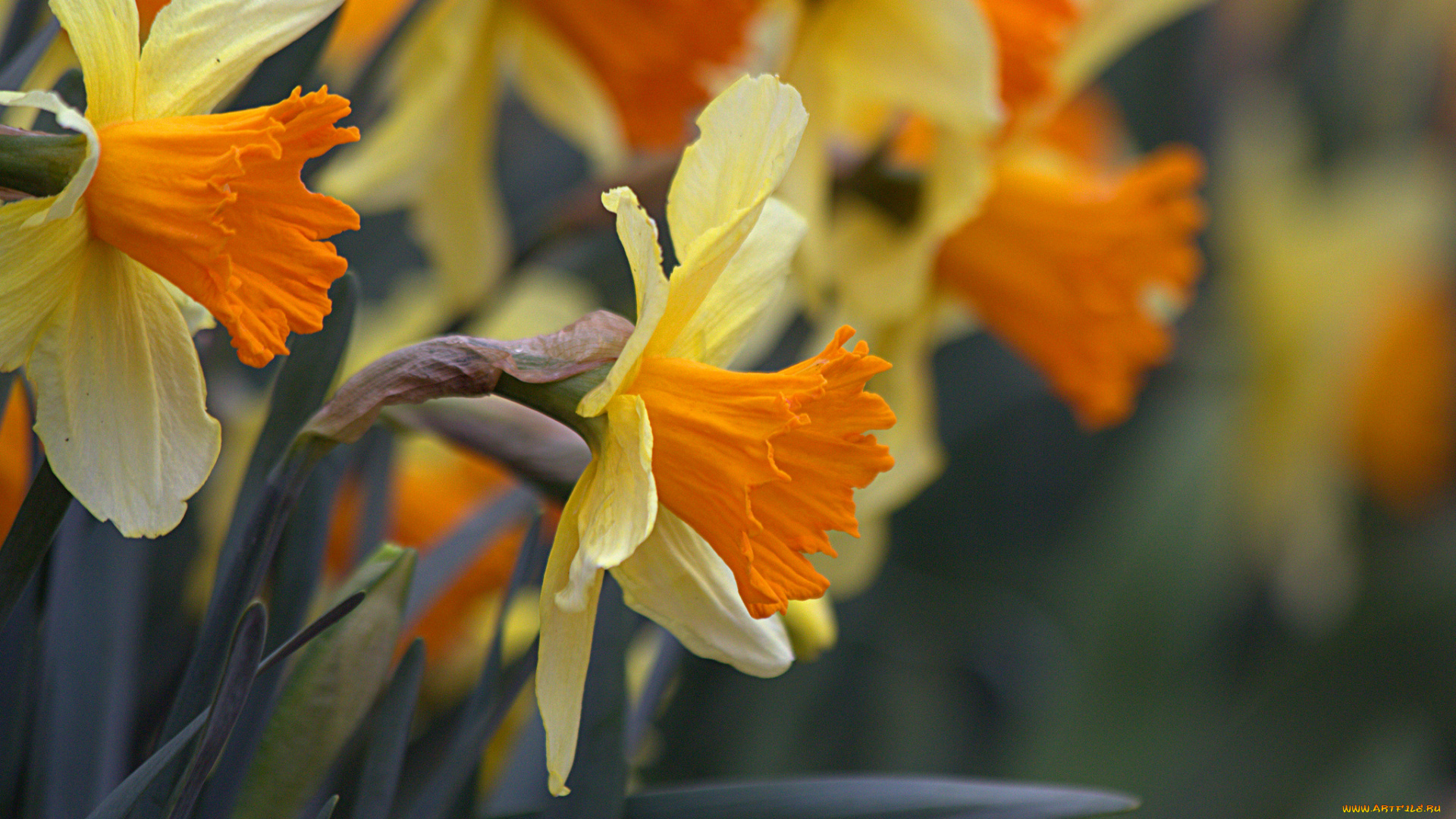 цветы, нарциссы, весна