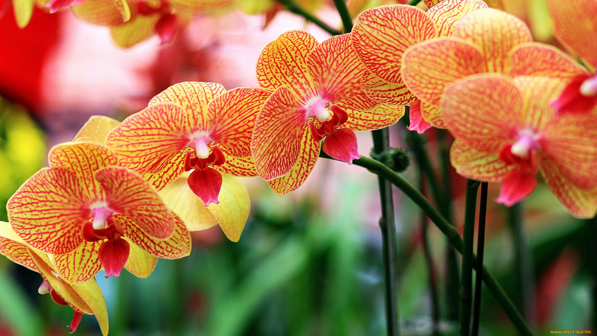 цветы, орхидеи, оранжевый, ветки