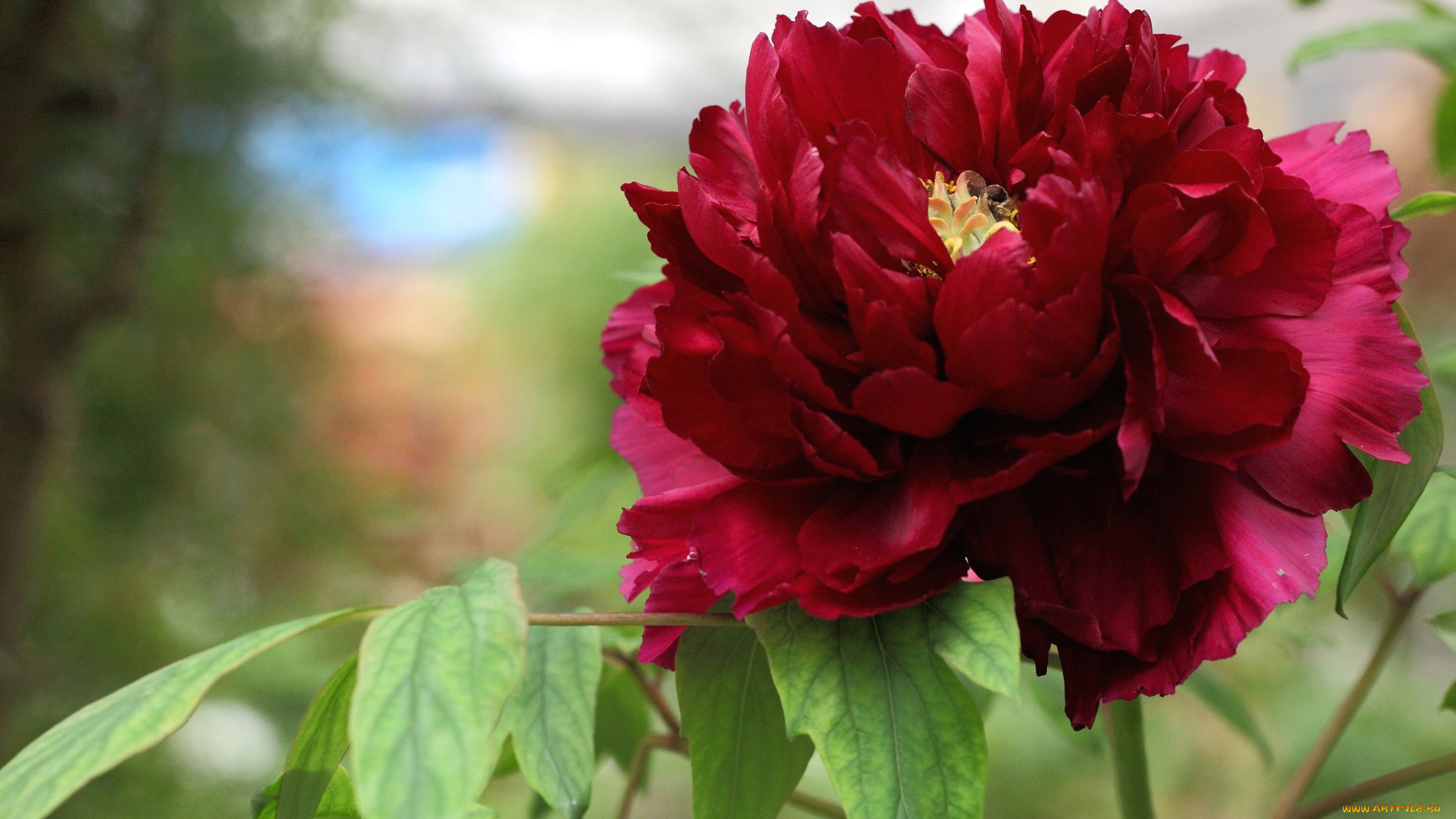 цветы, пионы, бордовый, пышный, большой