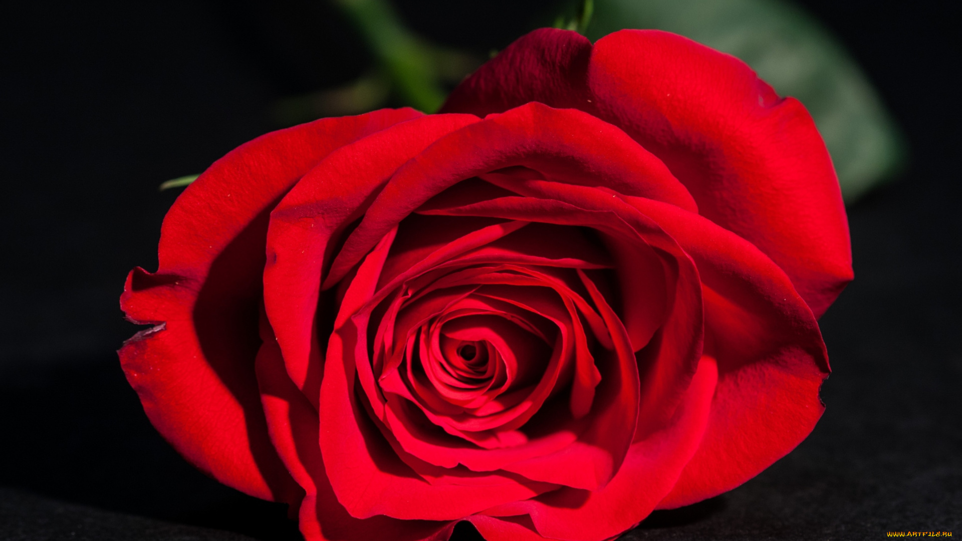 цветы, розы, красный, макро