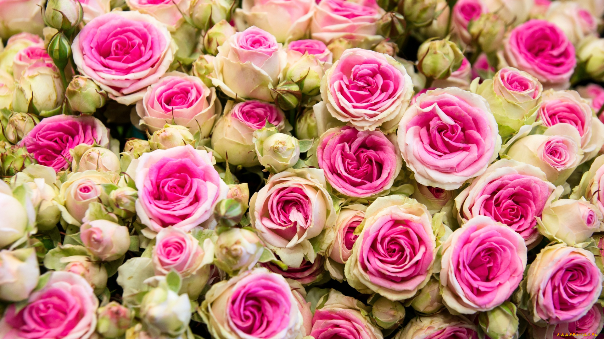 цветы, розы, пестрый, много