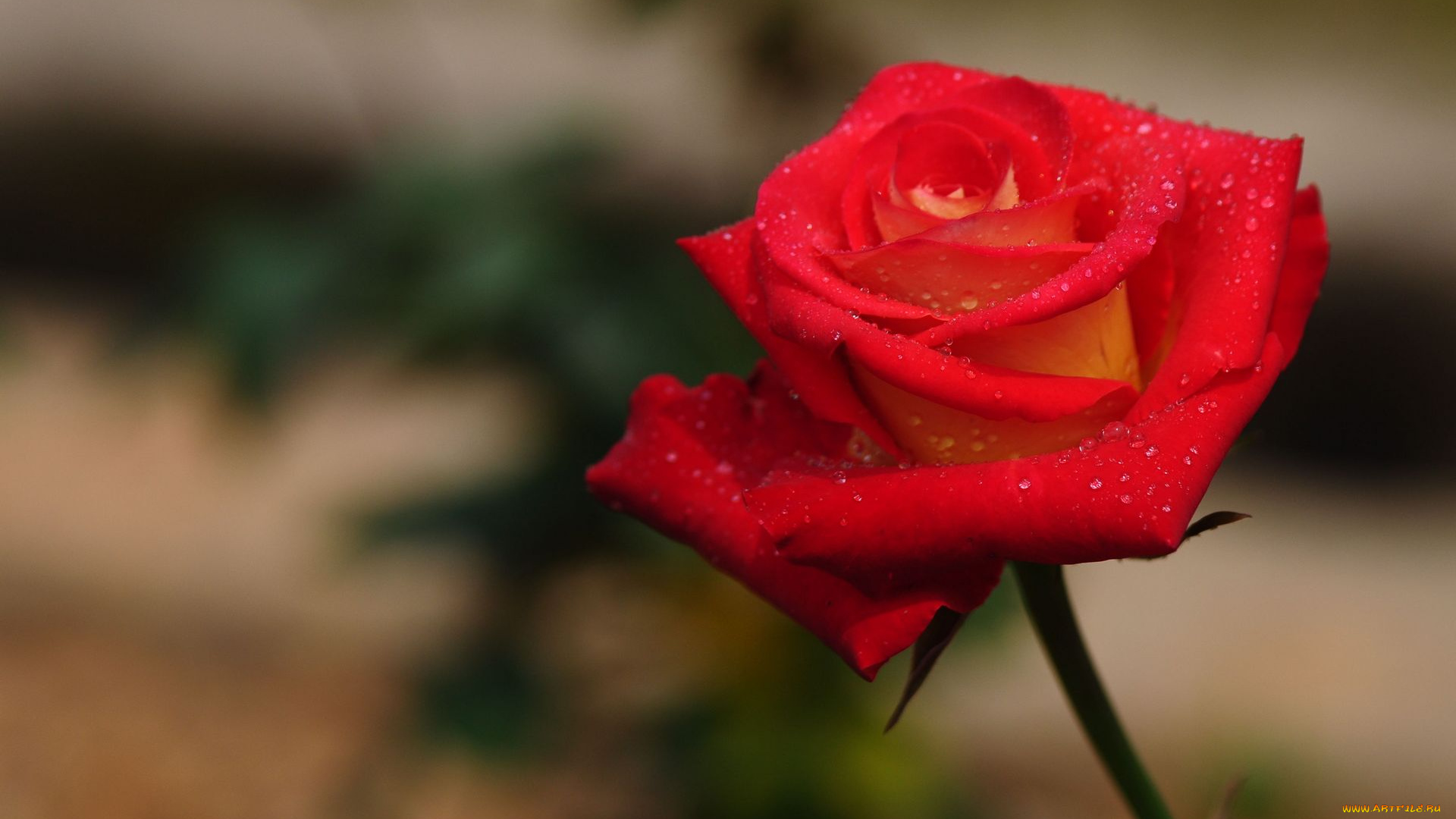 цветы, розы, роза