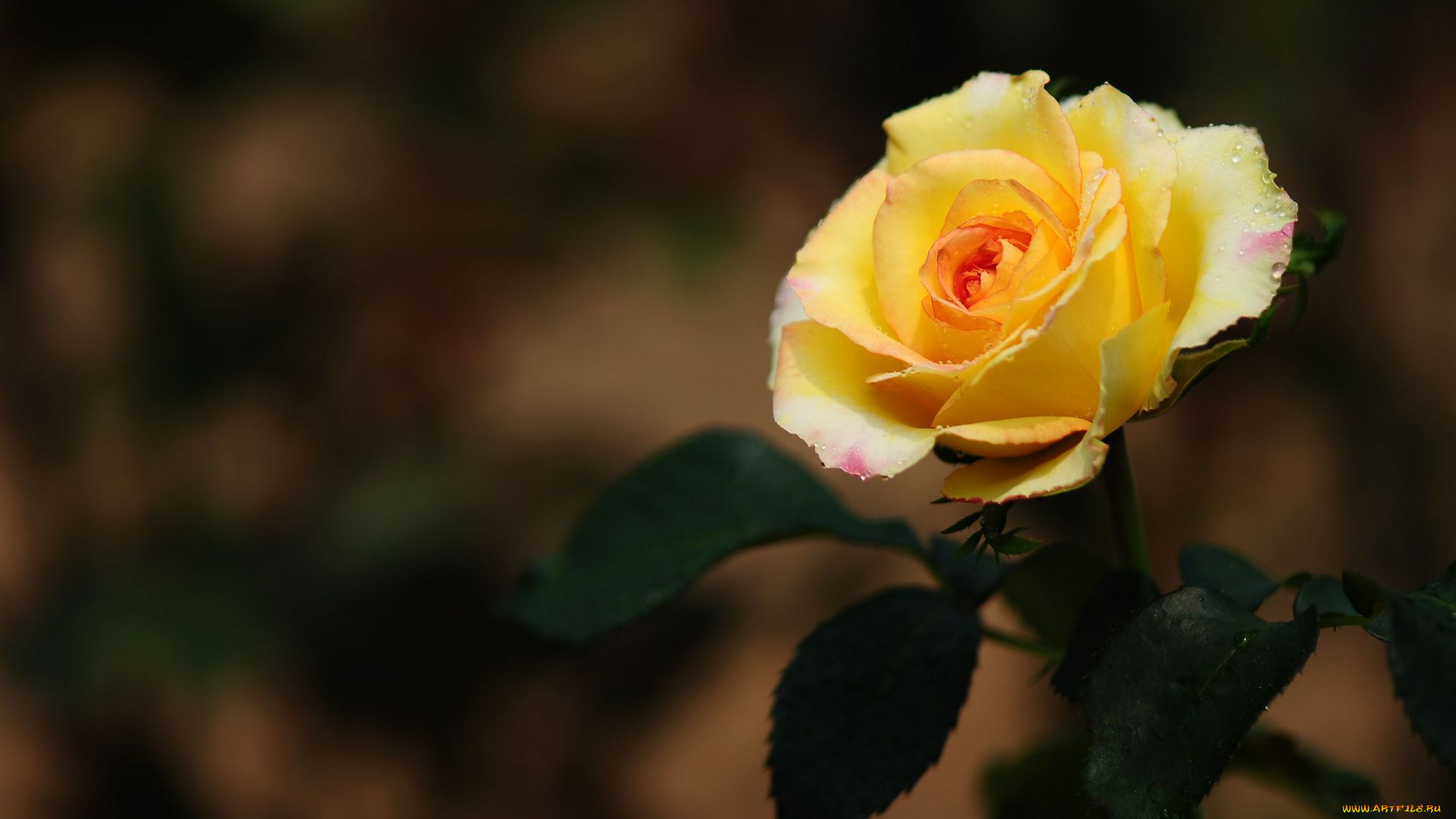 цветы, розы, роза