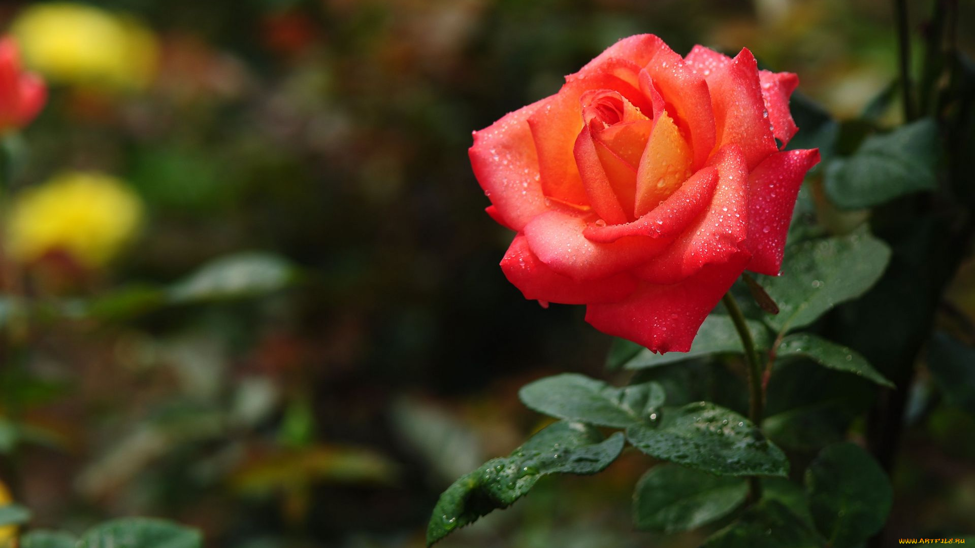 цветы, розы, роза