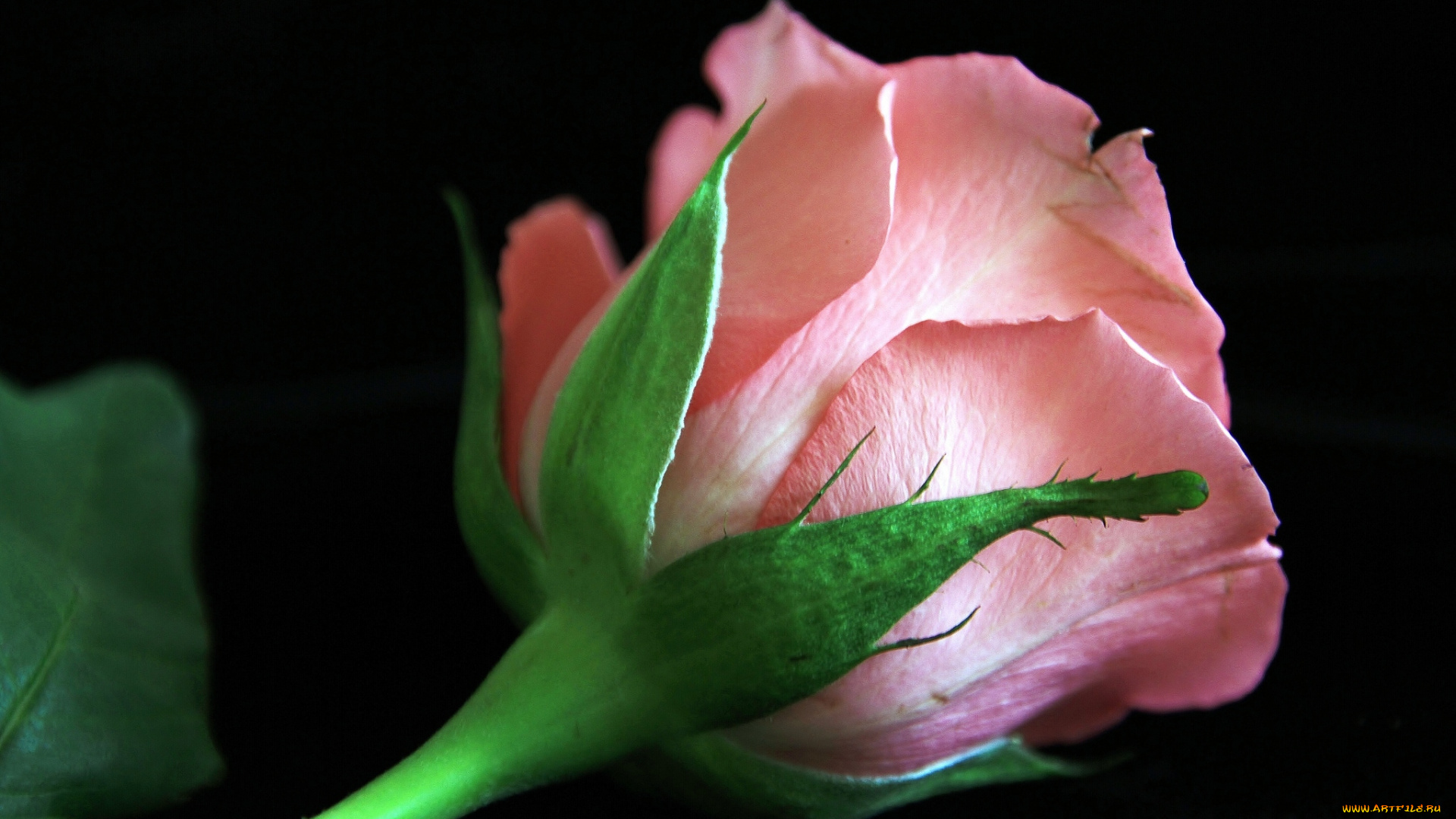 цветы, розы, розовый, бутон