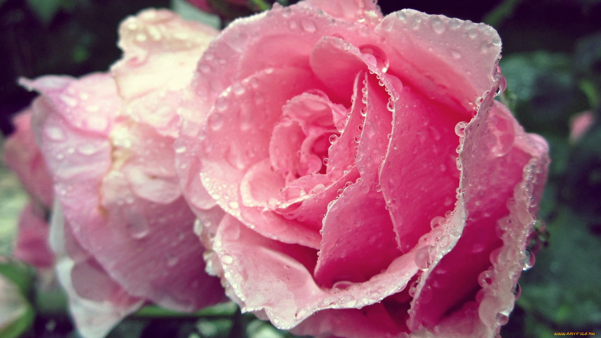 цветы, розы, розовый, капли