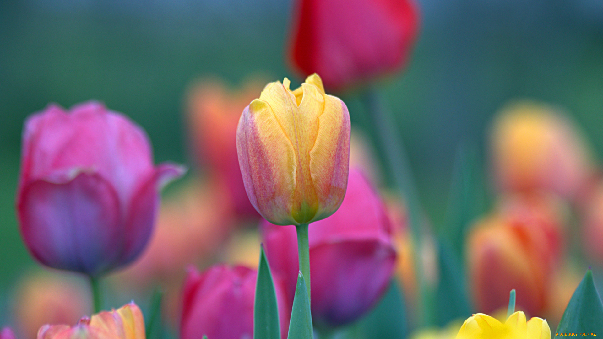 цветы, тюльпаны, бутон