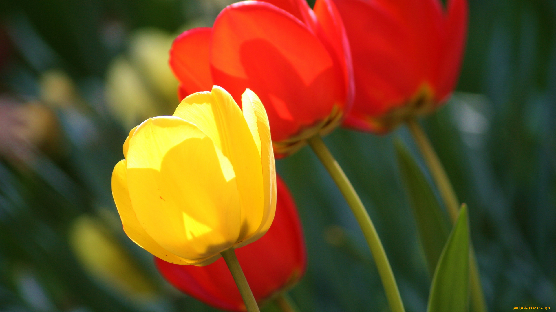 цветы, тюльпаны, бутоны