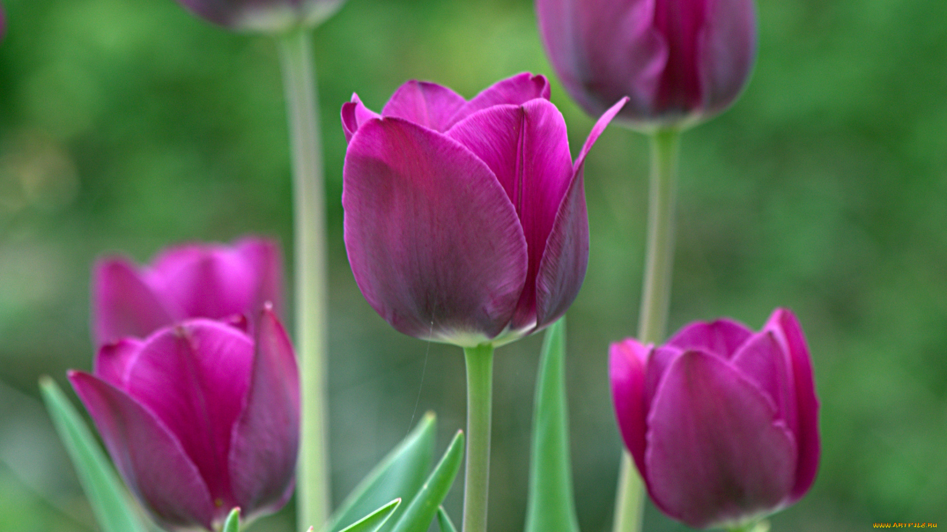 цветы, тюльпаны, бутоны