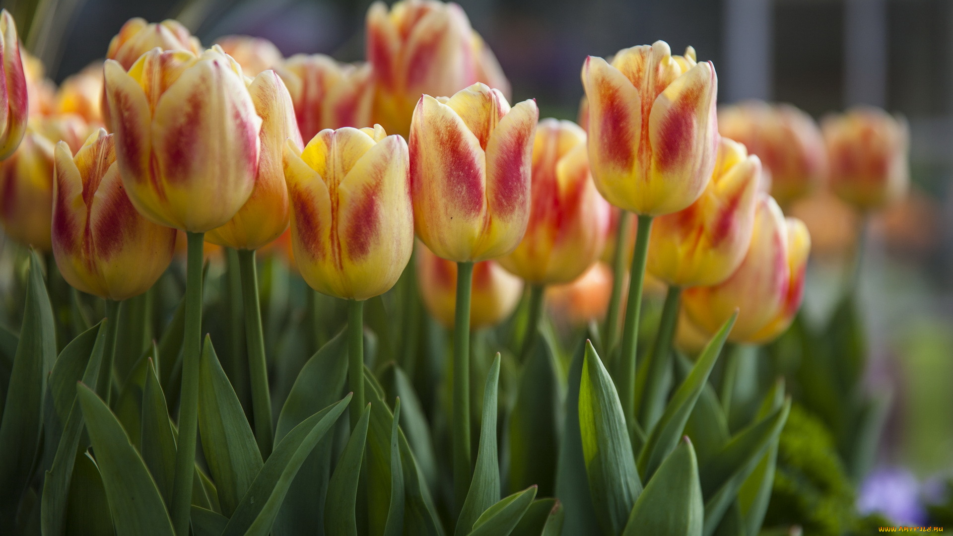 цветы, тюльпаны, бутоны