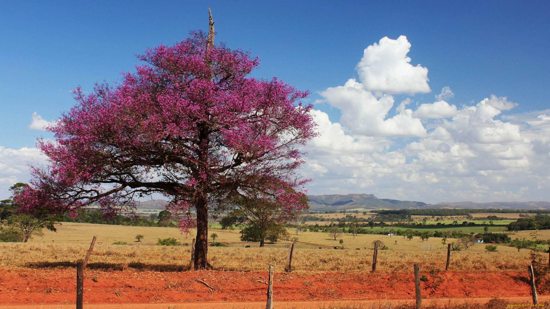 природа, деревья, дерево, фиолетовое, облака, горы, изгородь