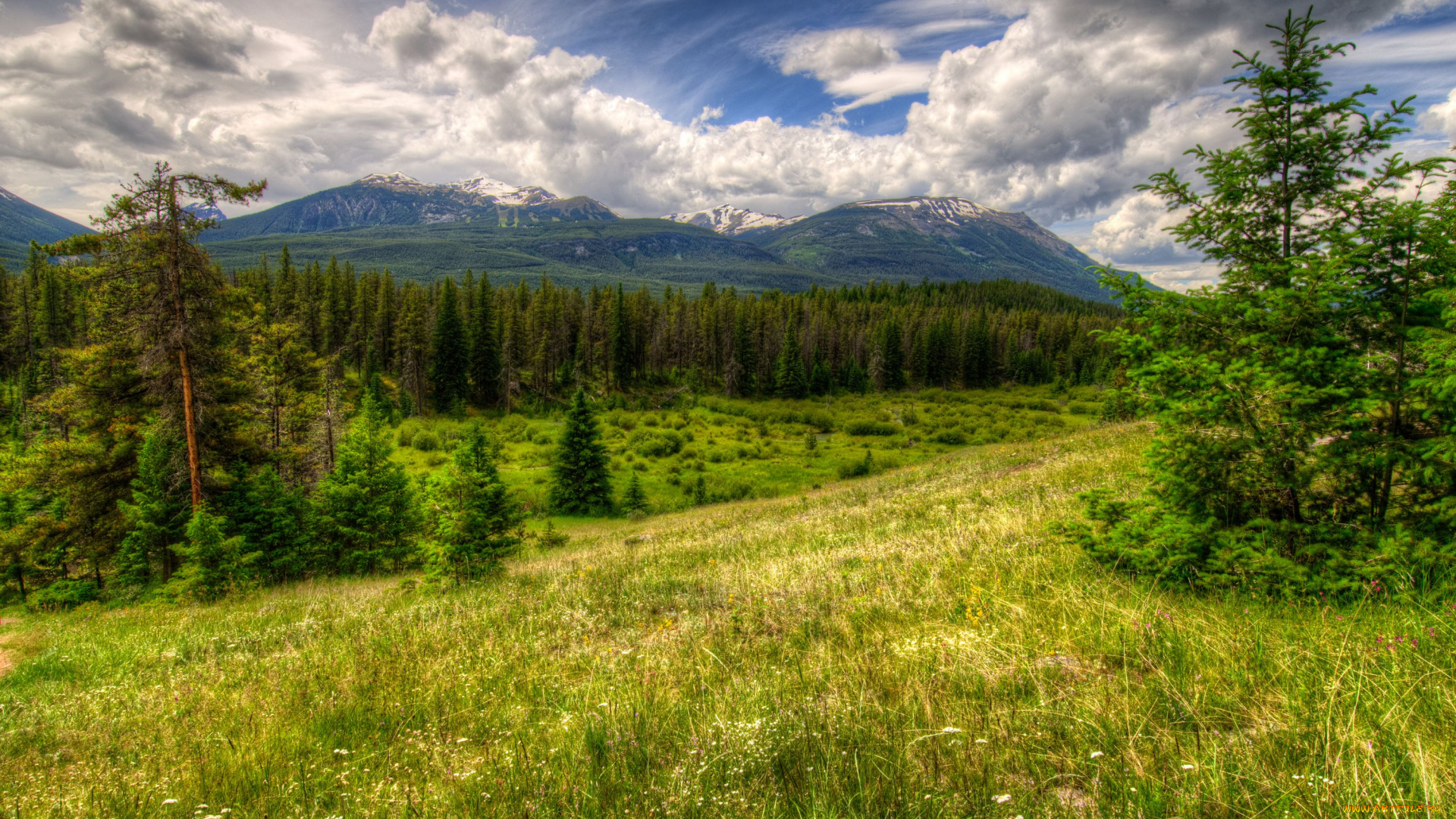 природа, деревья, канада