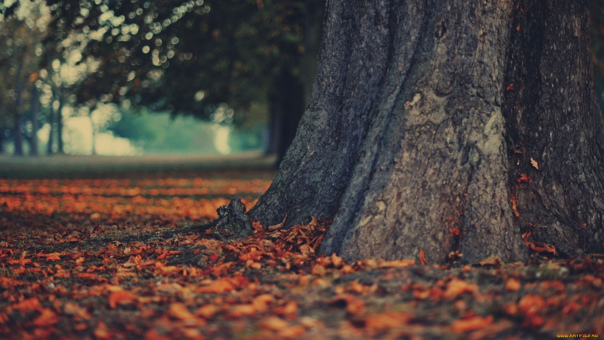 природа, деревья, осень, листопад, дерево, листья