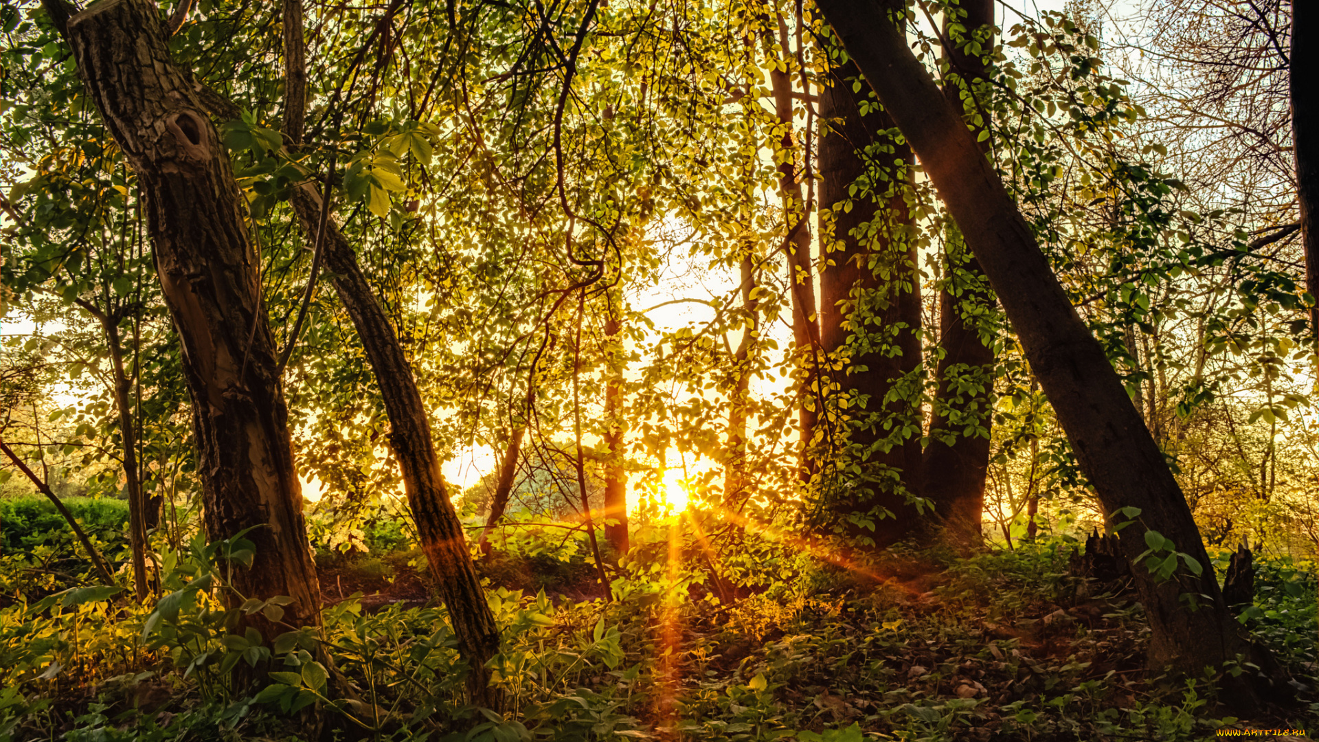 природа, лес, лучи, свет, деревья