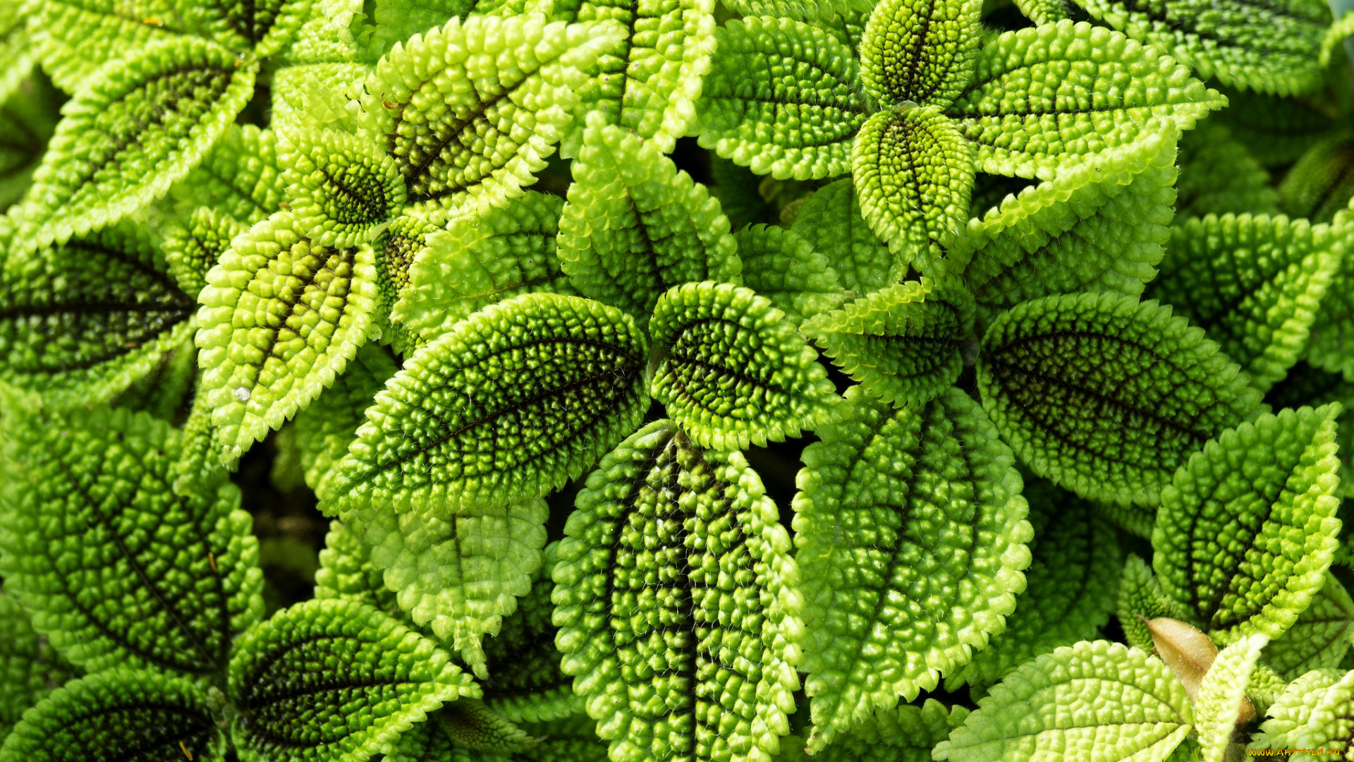 природа, листья, зеленый