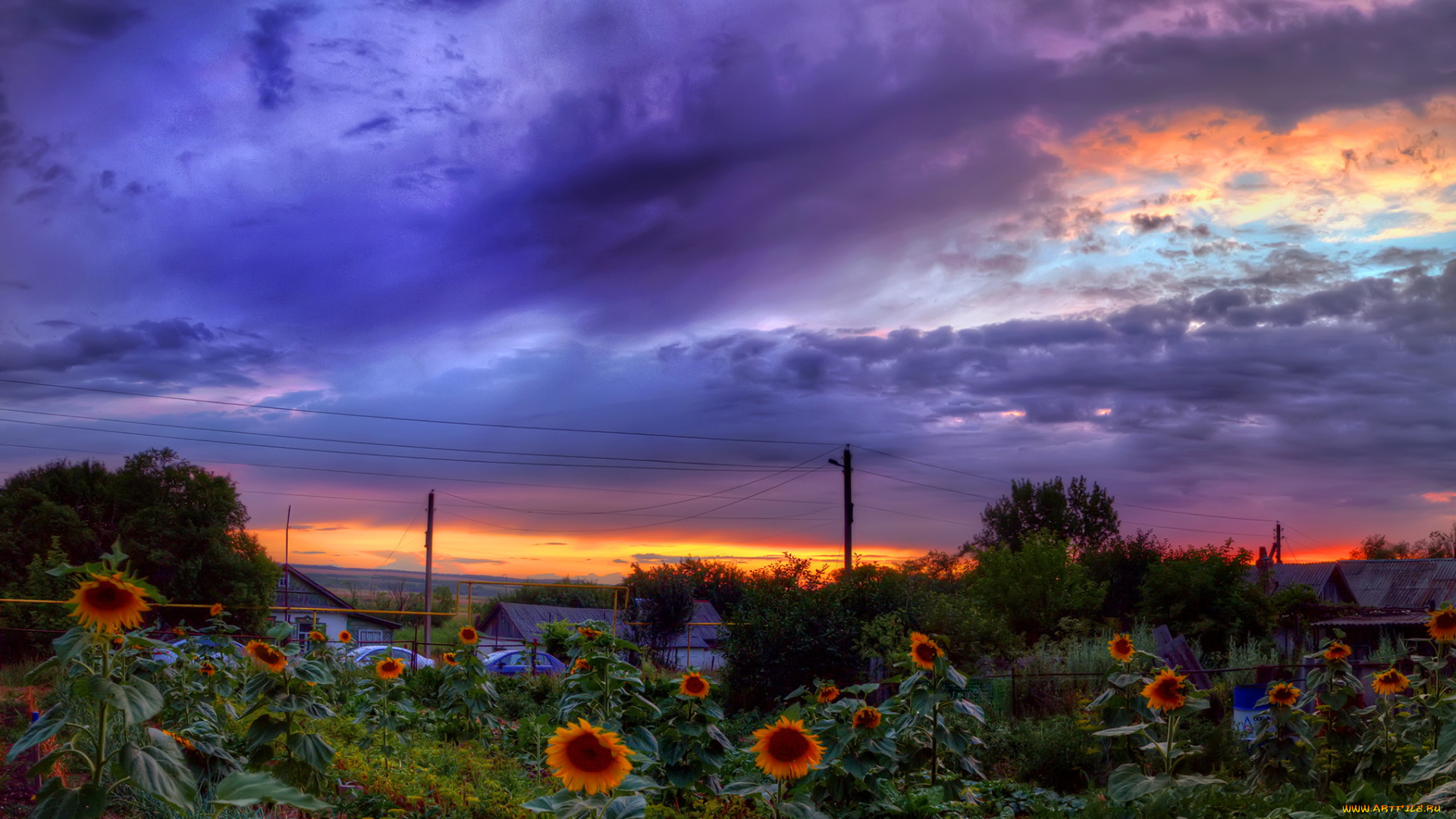 природа, пейзажи, сумерки, пейзаж, подсолнухи