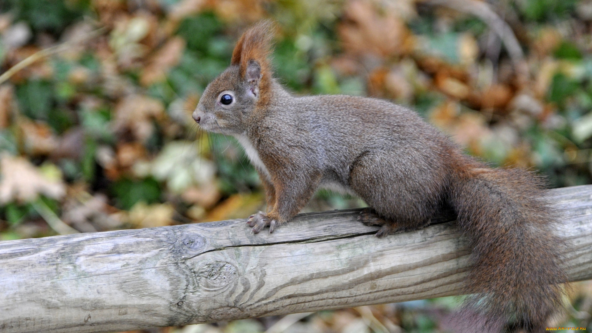 животные, белки, зверек, хвост