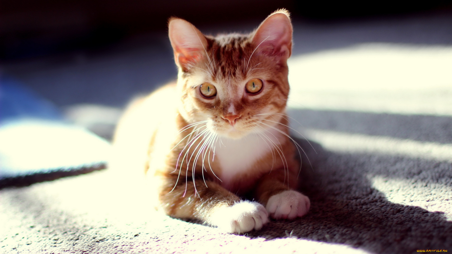 животные, коты, котёнок