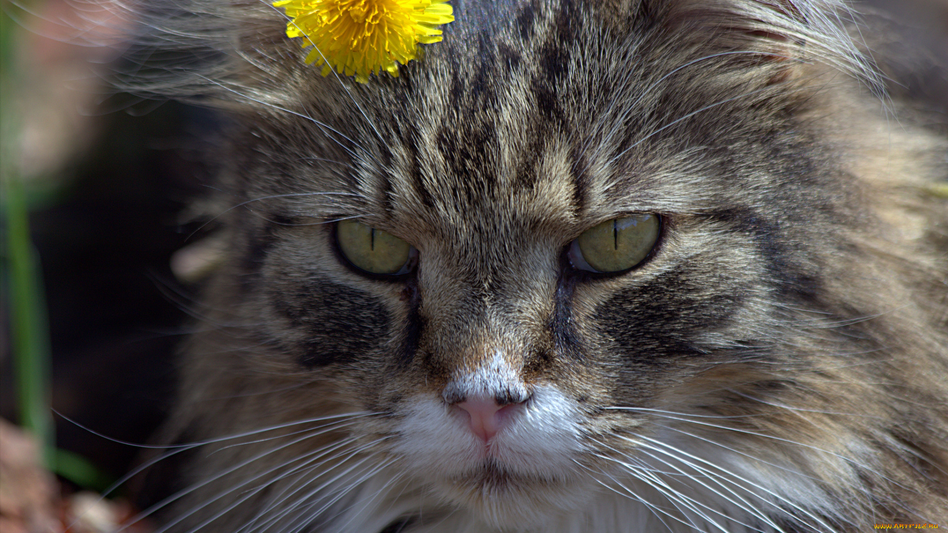 животные, коты, одуванчик