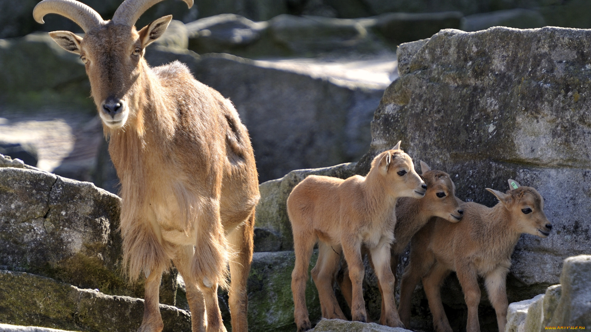 животные, козы, рога, малыши, мама