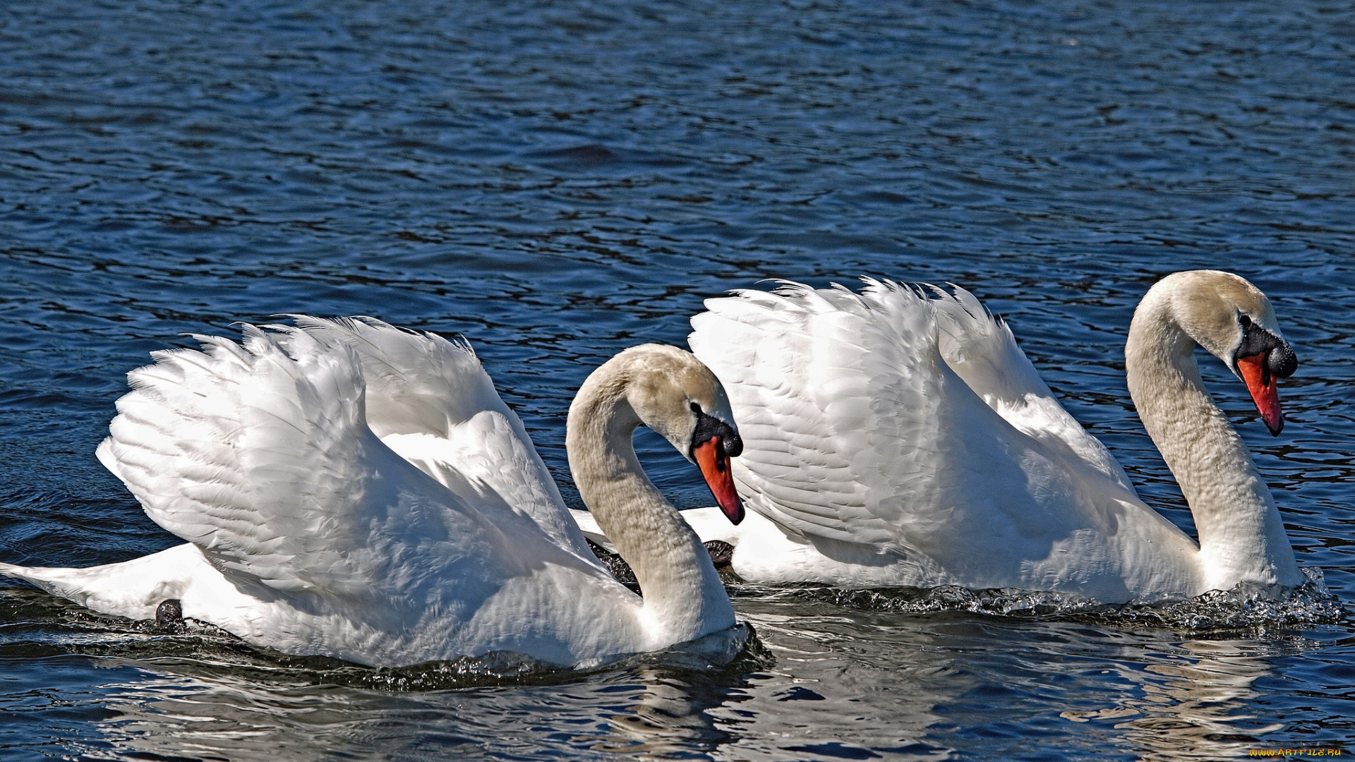 животные, лебеди, пара, шипун, белый