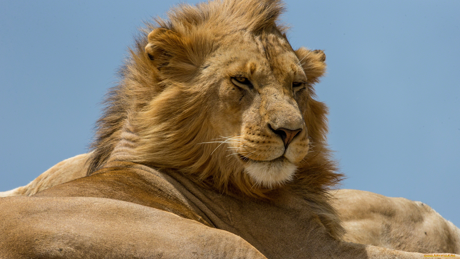 животные, львы, грива, царь