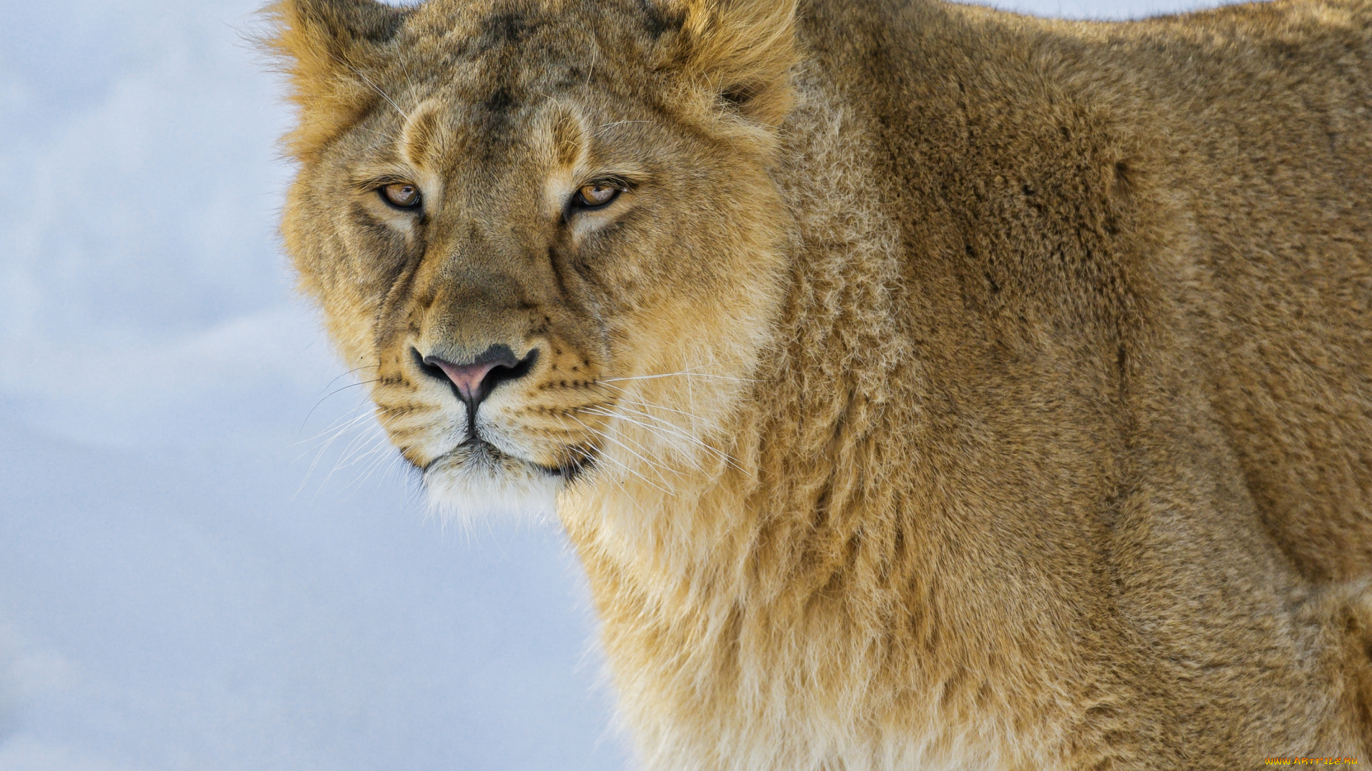 животные, львы, портрет, львица