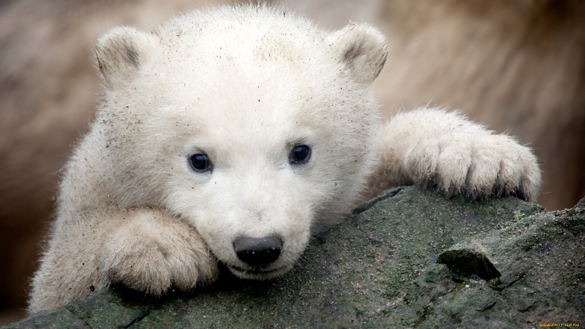 животные, медведи, белый, малыш, мишка