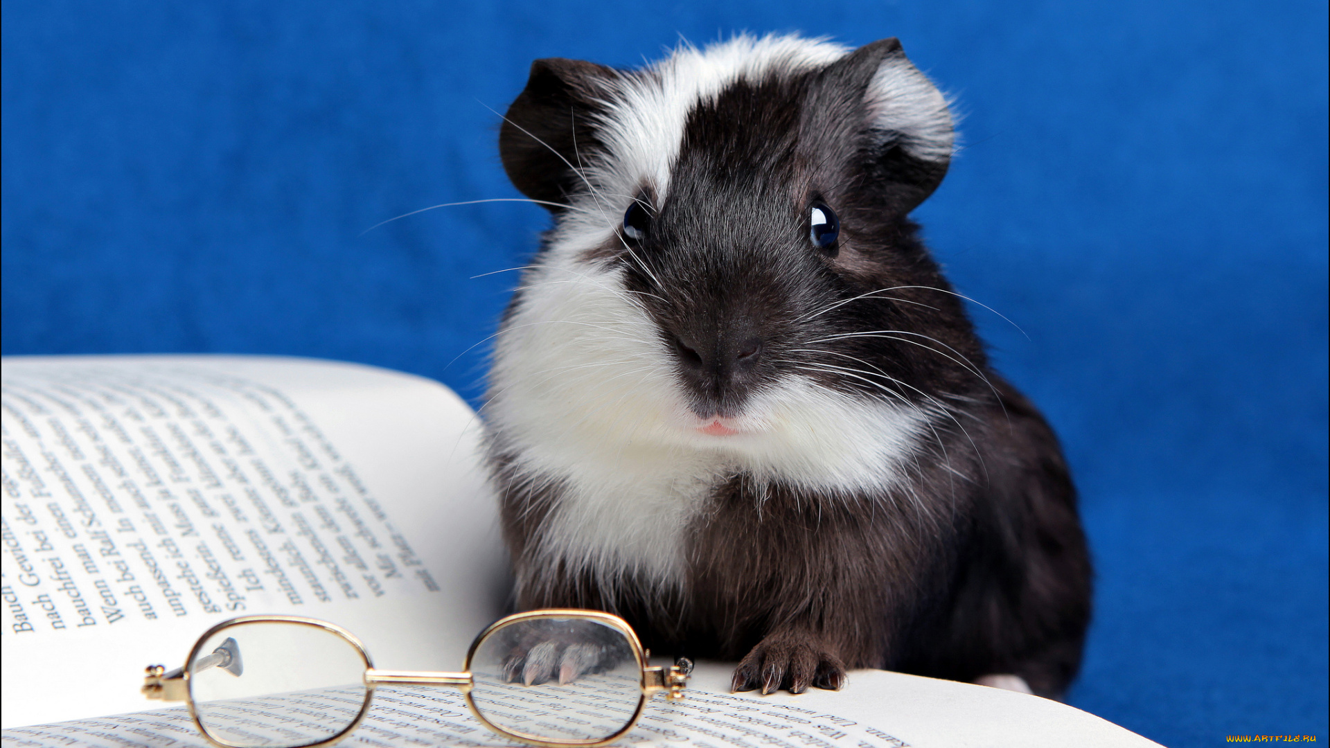 животные, морские, свинки, хомяки, очки, книга, морская, свинка