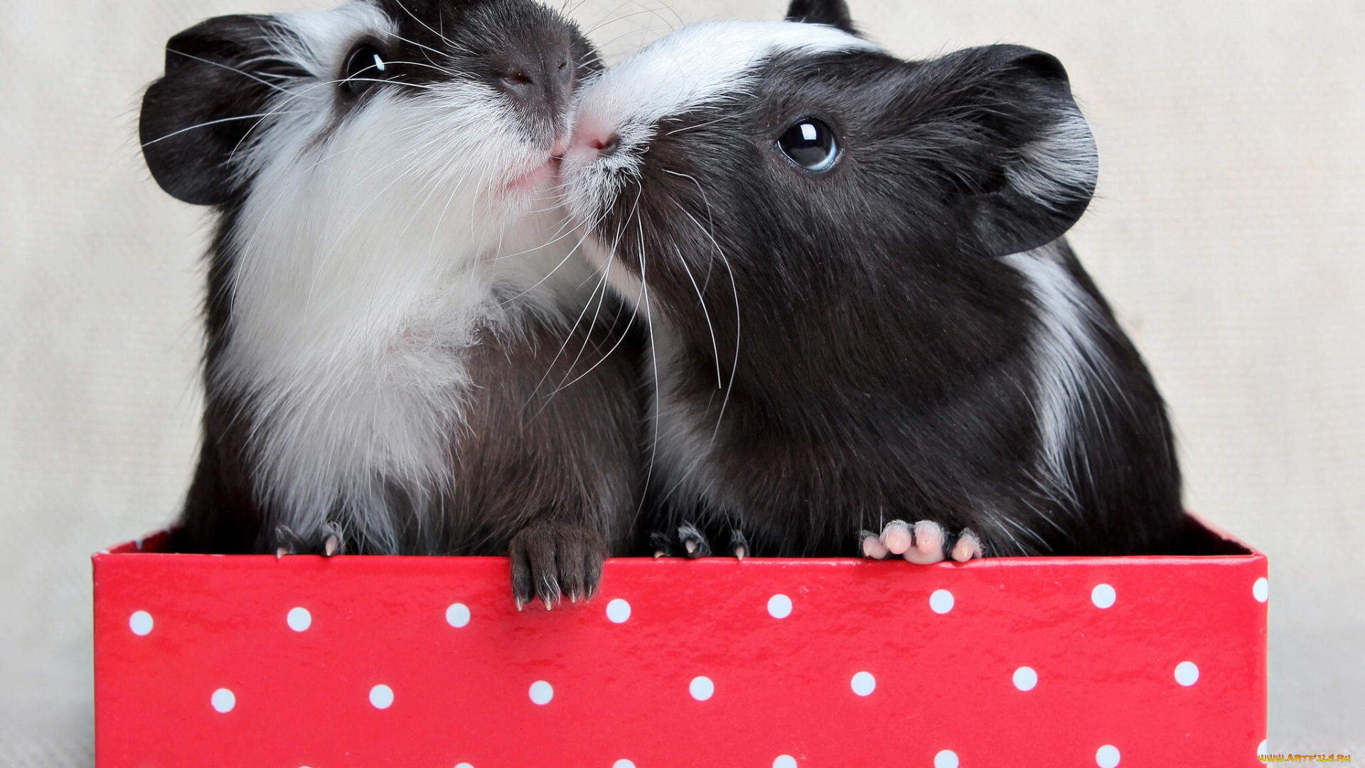 животные, морские, свинки, хомяки, поцелуй, коробка